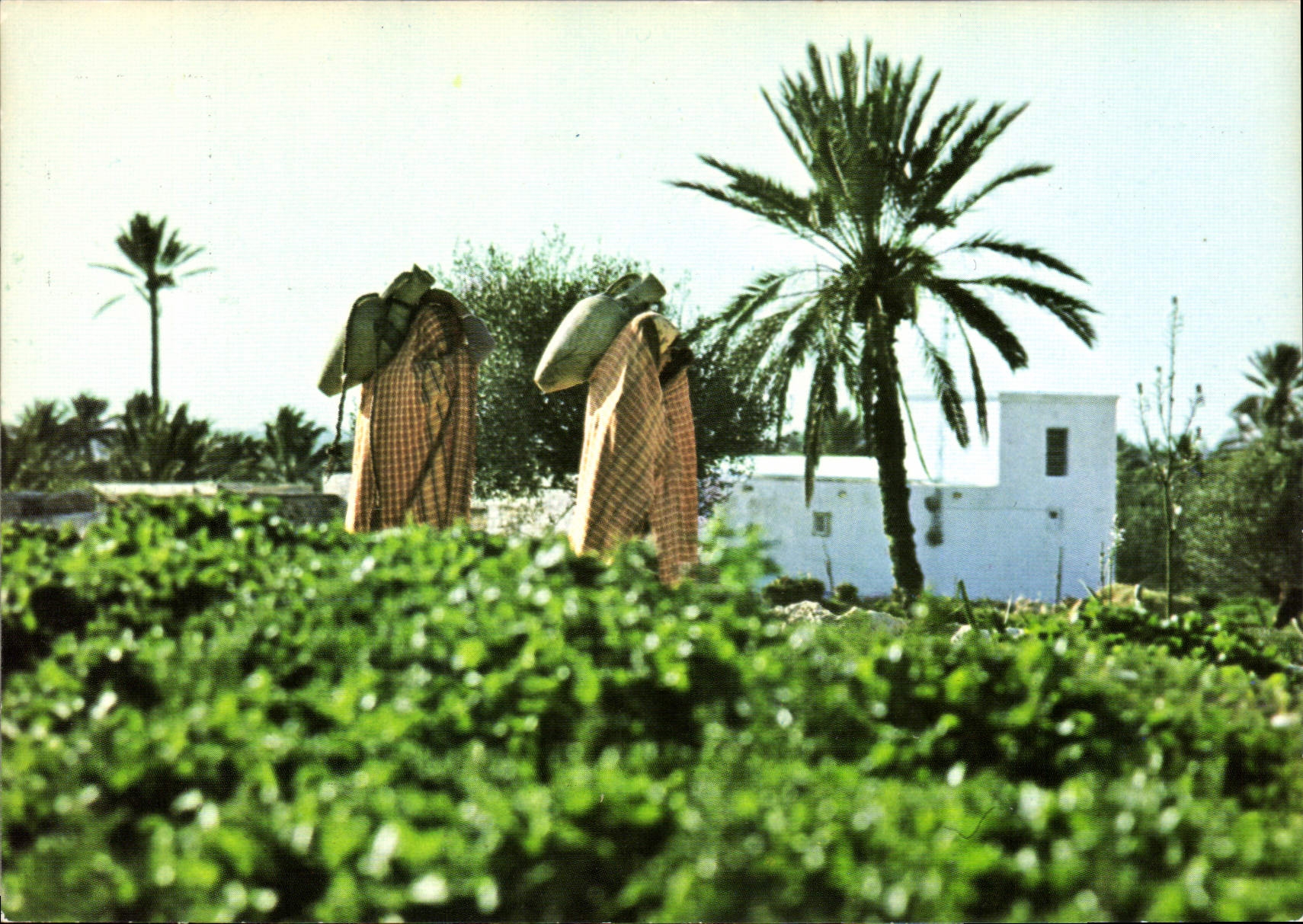 CPSM Jerba Paysafes Tunisie