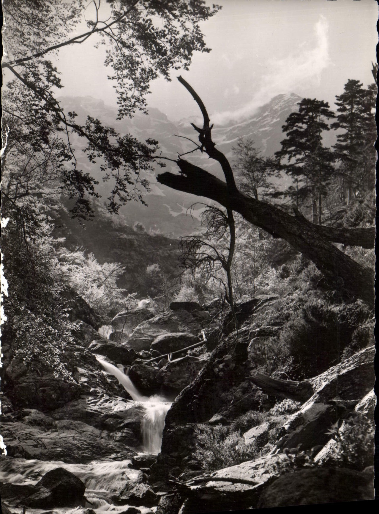 Forêt de Vizzavona — Torrent en haute montagne — Éditions M.-C. Miramont, Bastia
