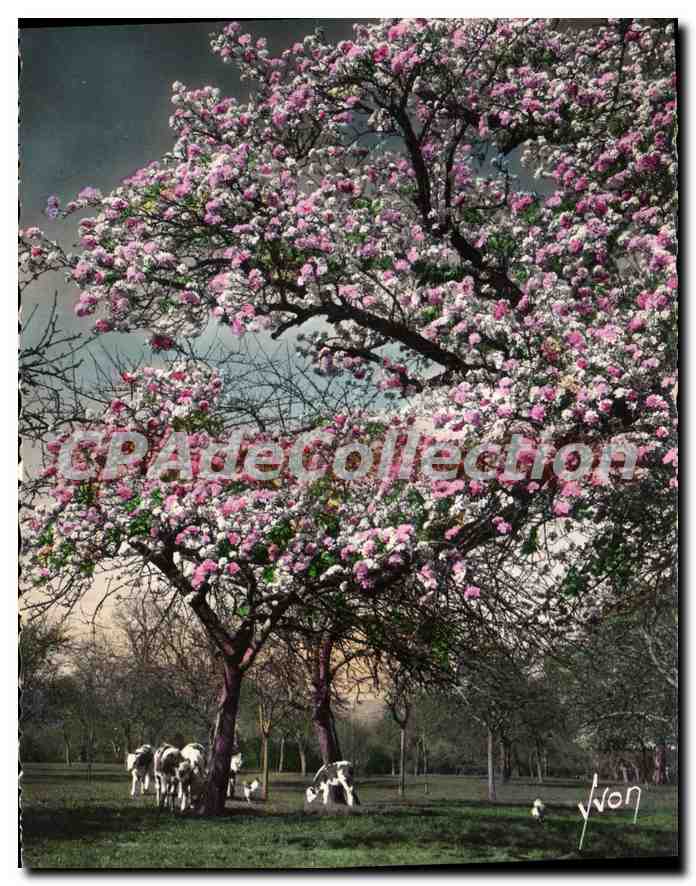 CPSM En Normandie Printemps Normand Floreal 