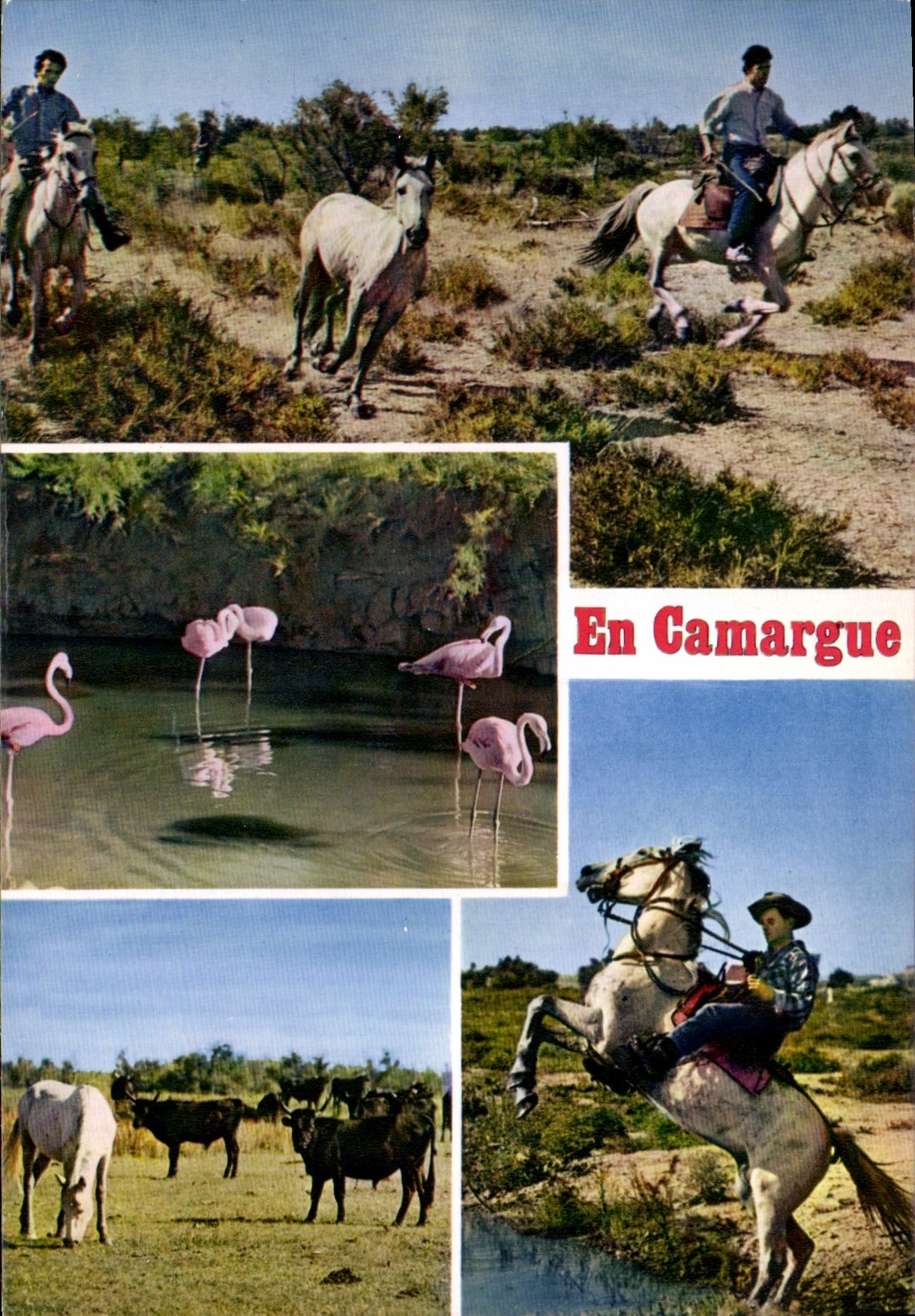 Camargue — cavaliers et flamants roses — Mexichrome n°13.200/176
