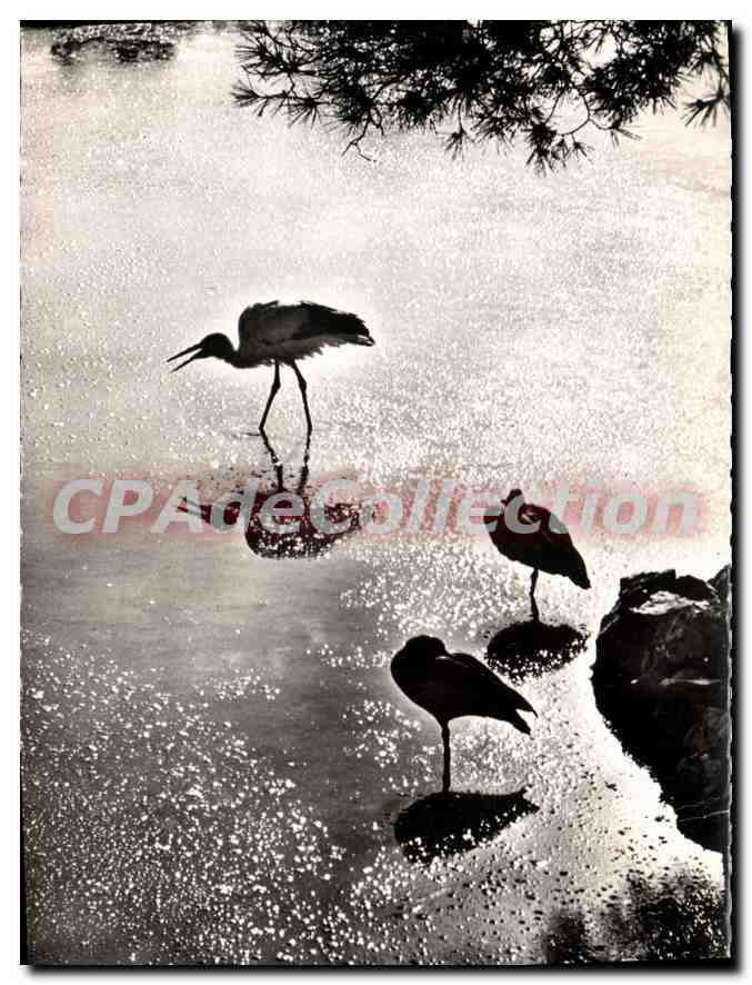 Oiseaux aquatiques — Silhouette au bord de l'eau — Photo J. Van Vught, Saint-Jean-Cap-Ferrat (Alpes-Maritimes)