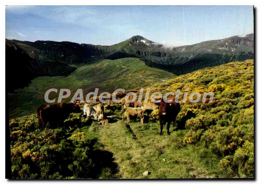 CPSM En Auvergne Massif du Cantal Paturage sur les pentes du Puy Mary 