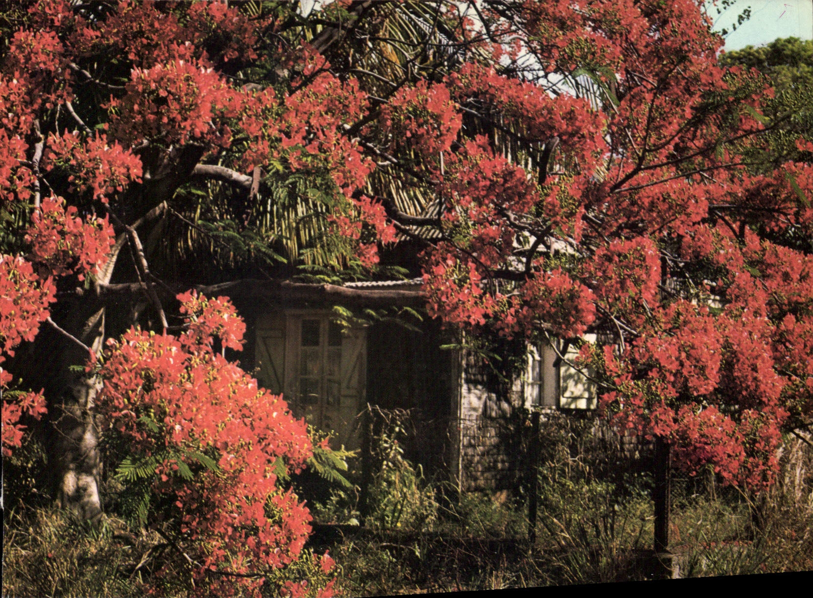 CPSM Ile de la Reunion Case creole sous les flamboyants 