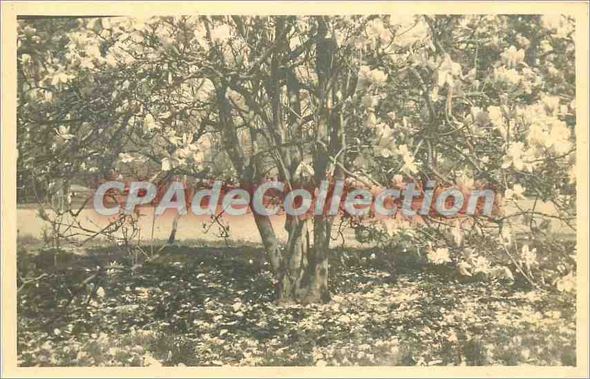 CPA arbre