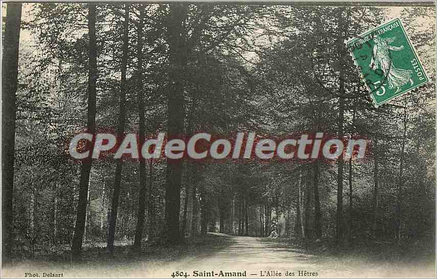 CPA Saint Amand L'Allee des Hetres