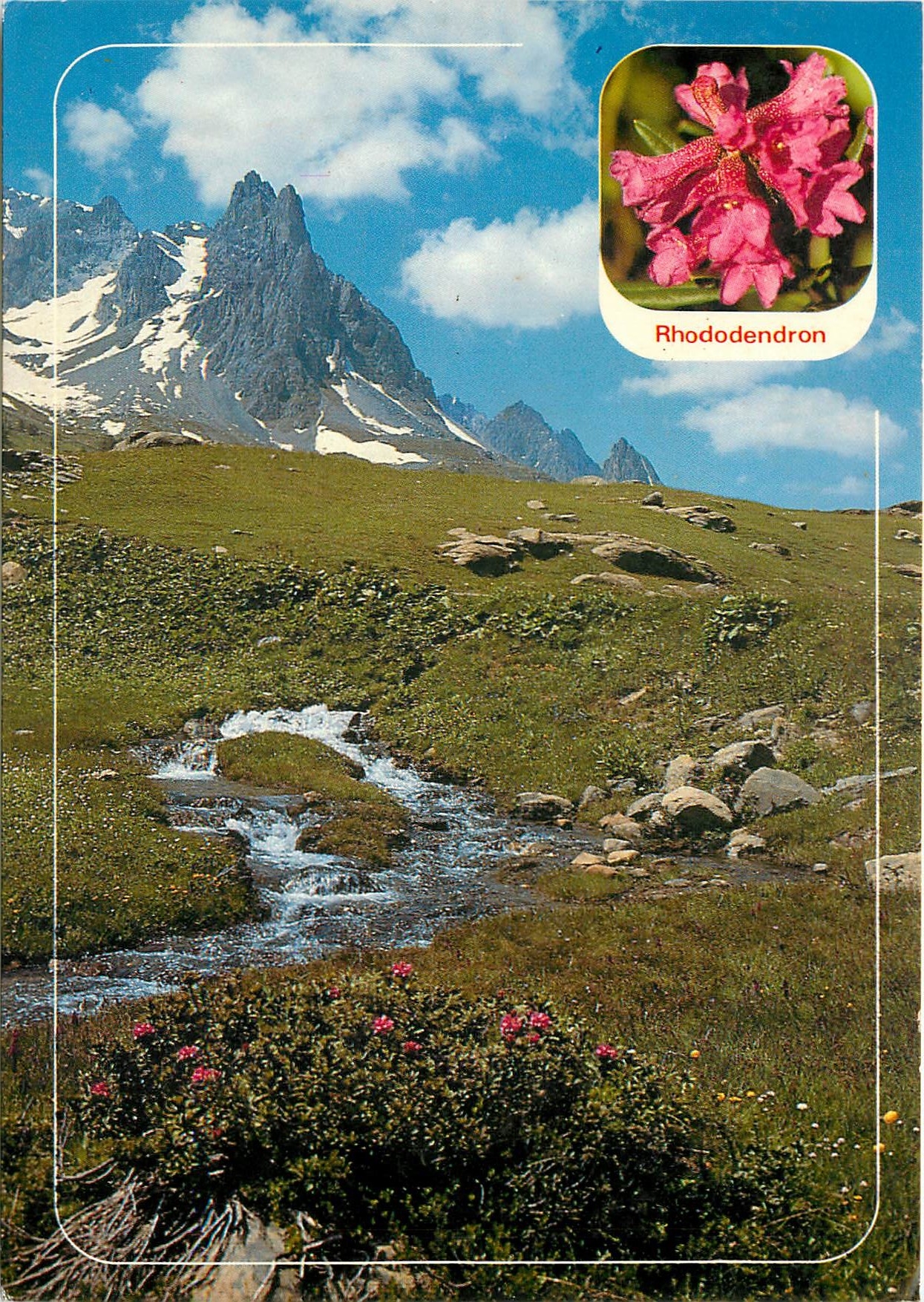 Halbmoderne Ansichtskarte Bilder von zu Hause in den Bergen Rhododendron