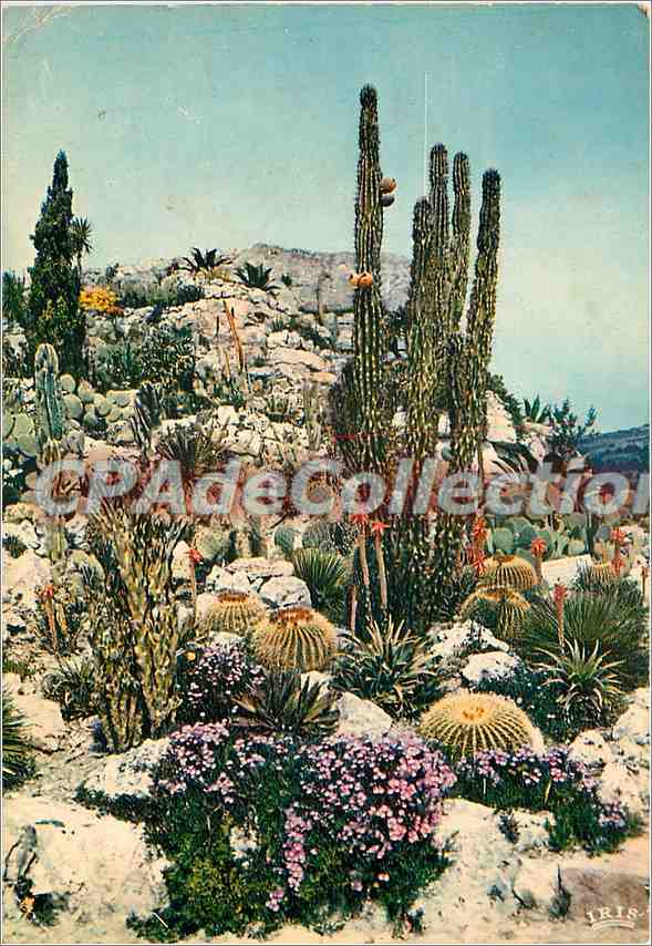 CPSM La Cote d'Azur French Riviera Jardin Exotique