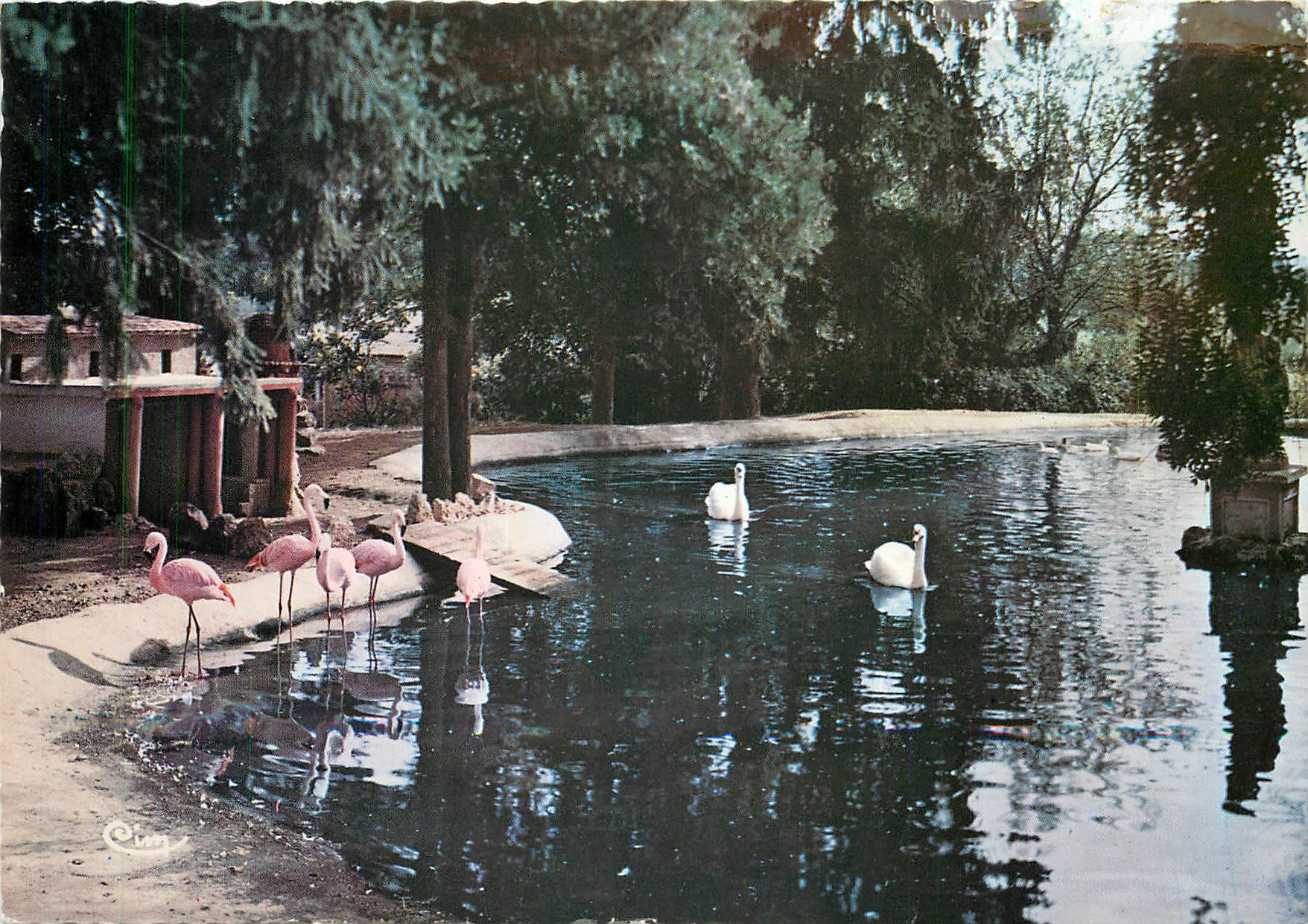 CPSM Romaneche (S et L) Parc Zoologique des Condeminals Flamants Roses (Afrique)