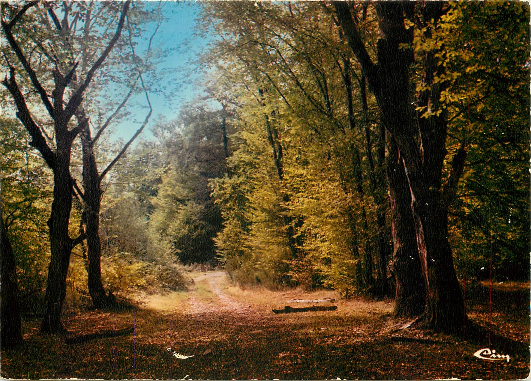 Forêt de Morvan — Sous-bois à travers le Morvan — 'La France Touristique' (Nièvre)
