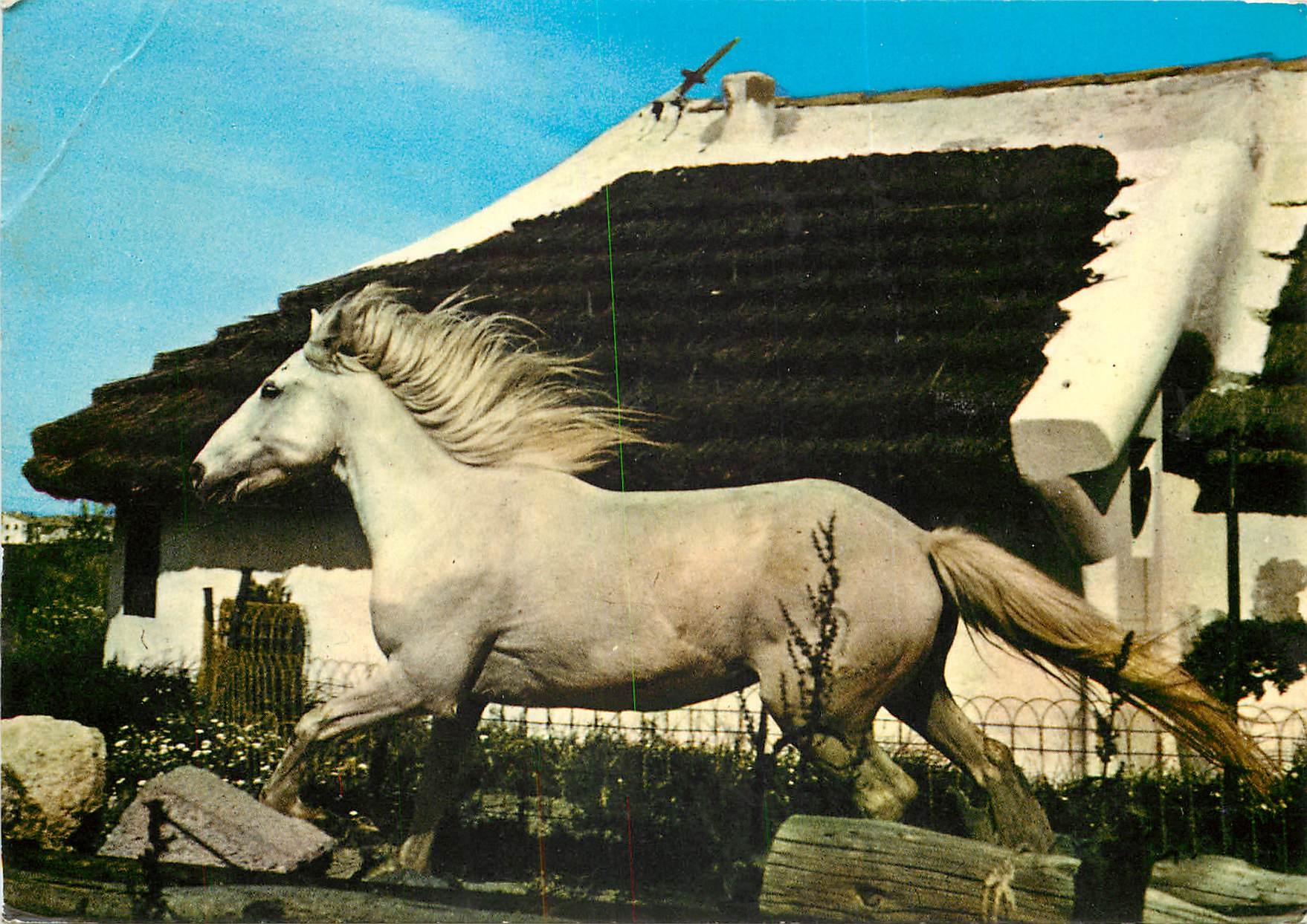 White Horse — in front of a thatched-roof house — Les Saintes-Maries-de-la-Mer (B.d.R.)