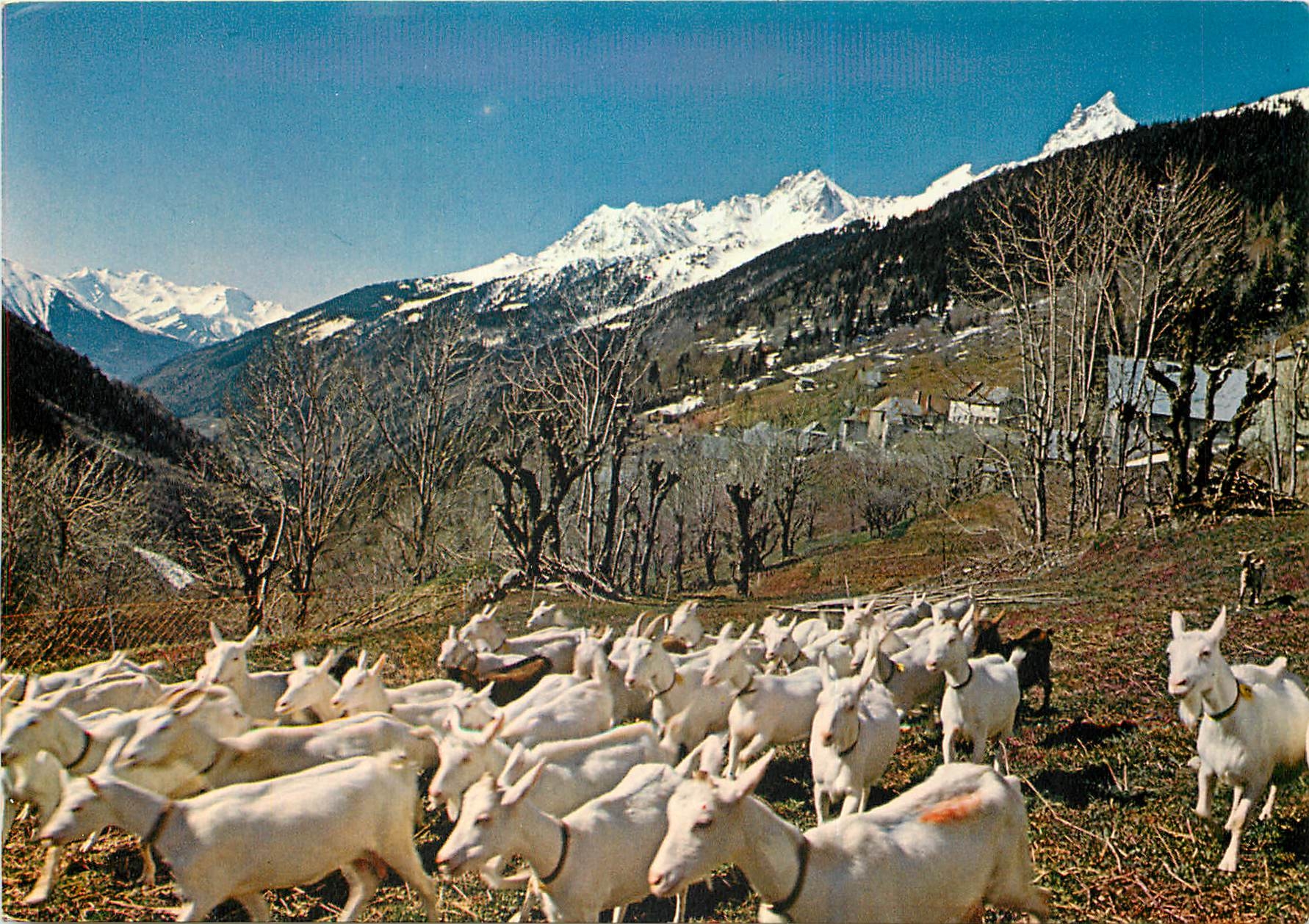 Chèvre à la montagne — Alpes — éditions de France n°05/019