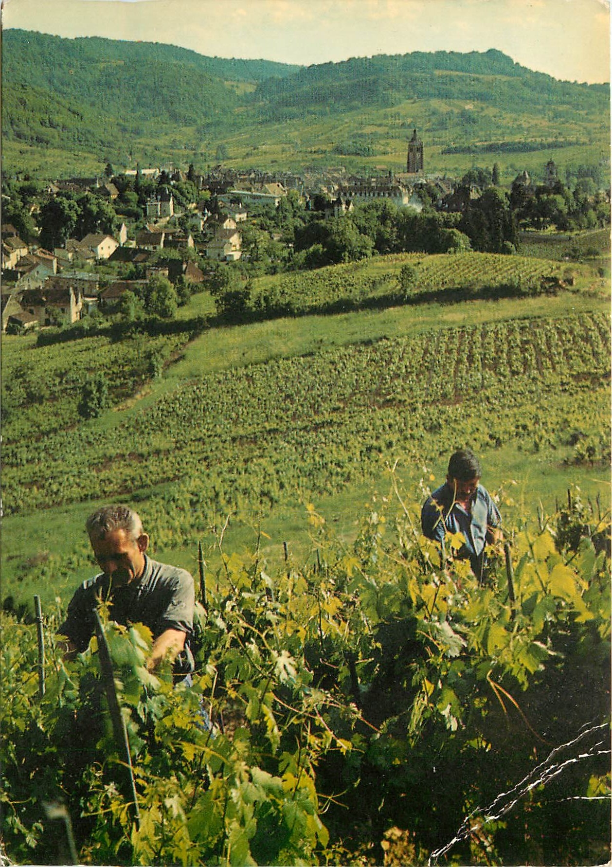Arbois, Jura — vue du haut de la vigne de 'Curan' — Henri Maire