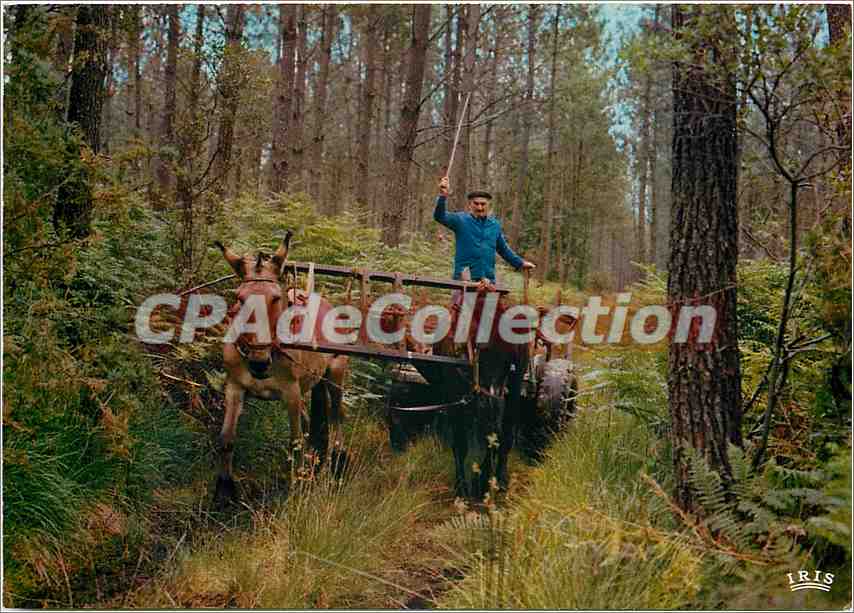 Attelage de mules dans les landes — Cap Fernet — Studio Théo Jac