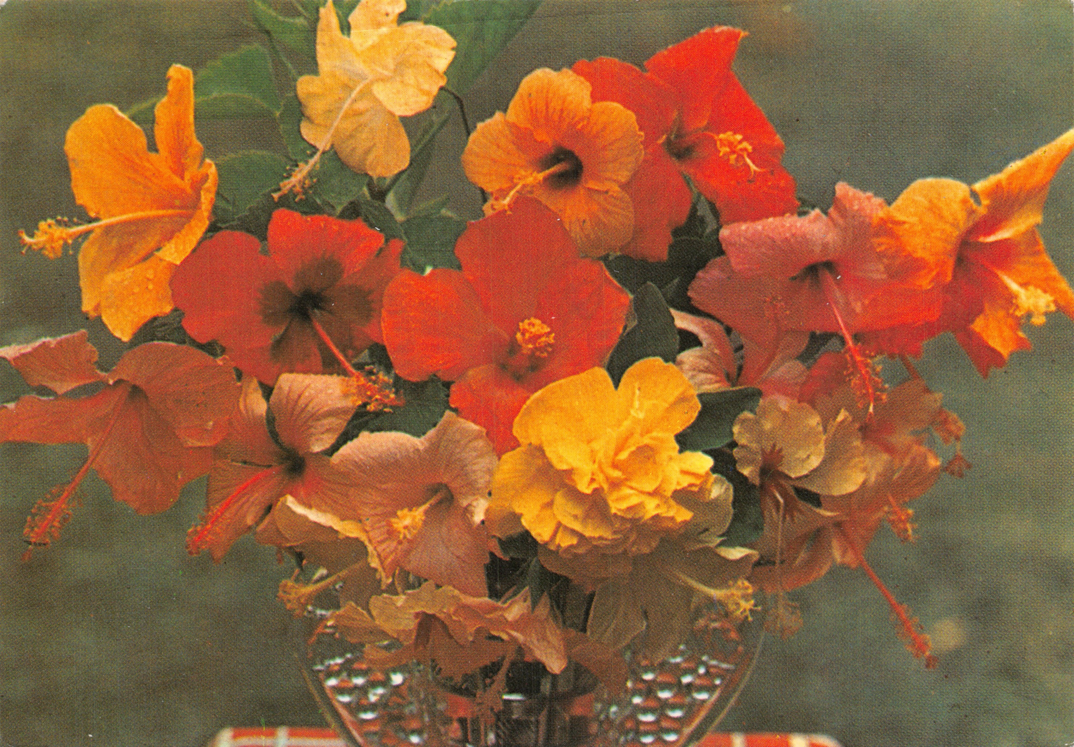 Martinique — bouquet de hibiscus variés — Éditions Félix ROSESETTE