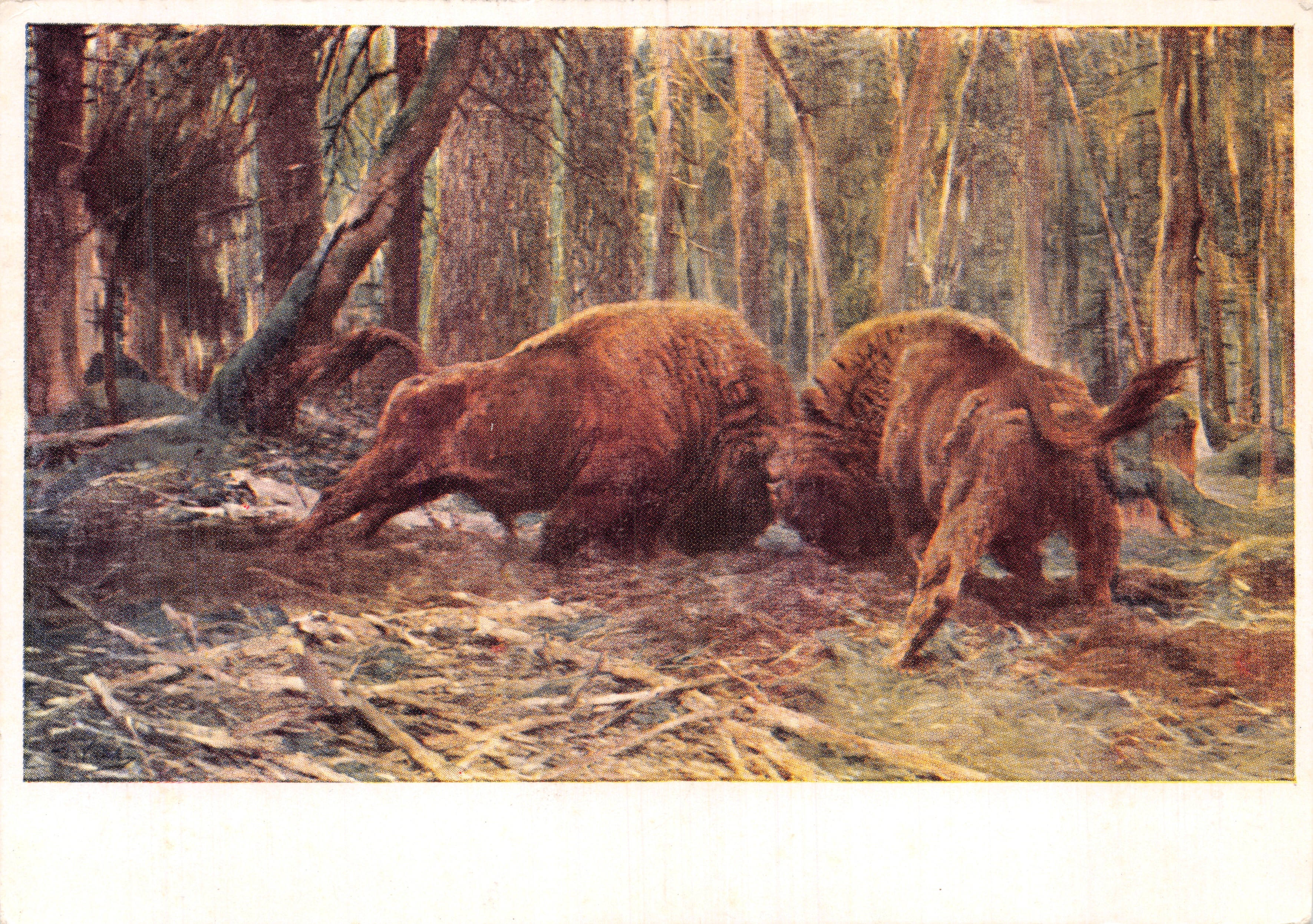 Deux bisons en forêt — scène animale — éditeur Wilhem Kuhnert, Amsterdam
