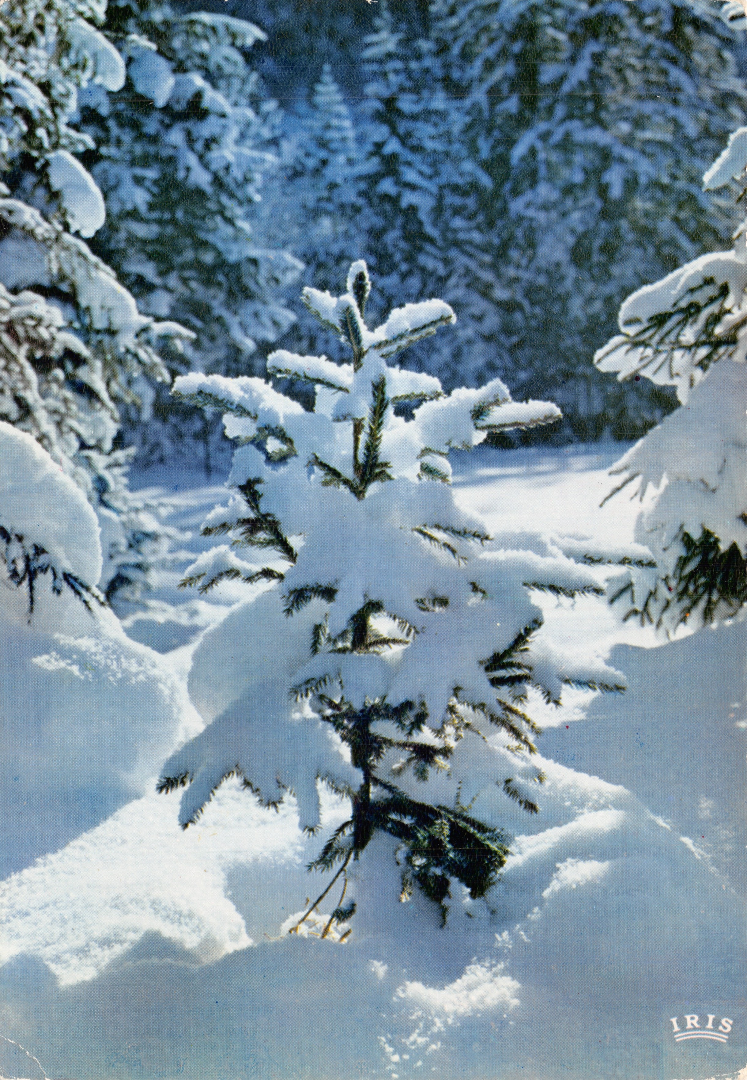Paisaje invernal — joven pino nevado en el centro de un bosque — editor IRIS