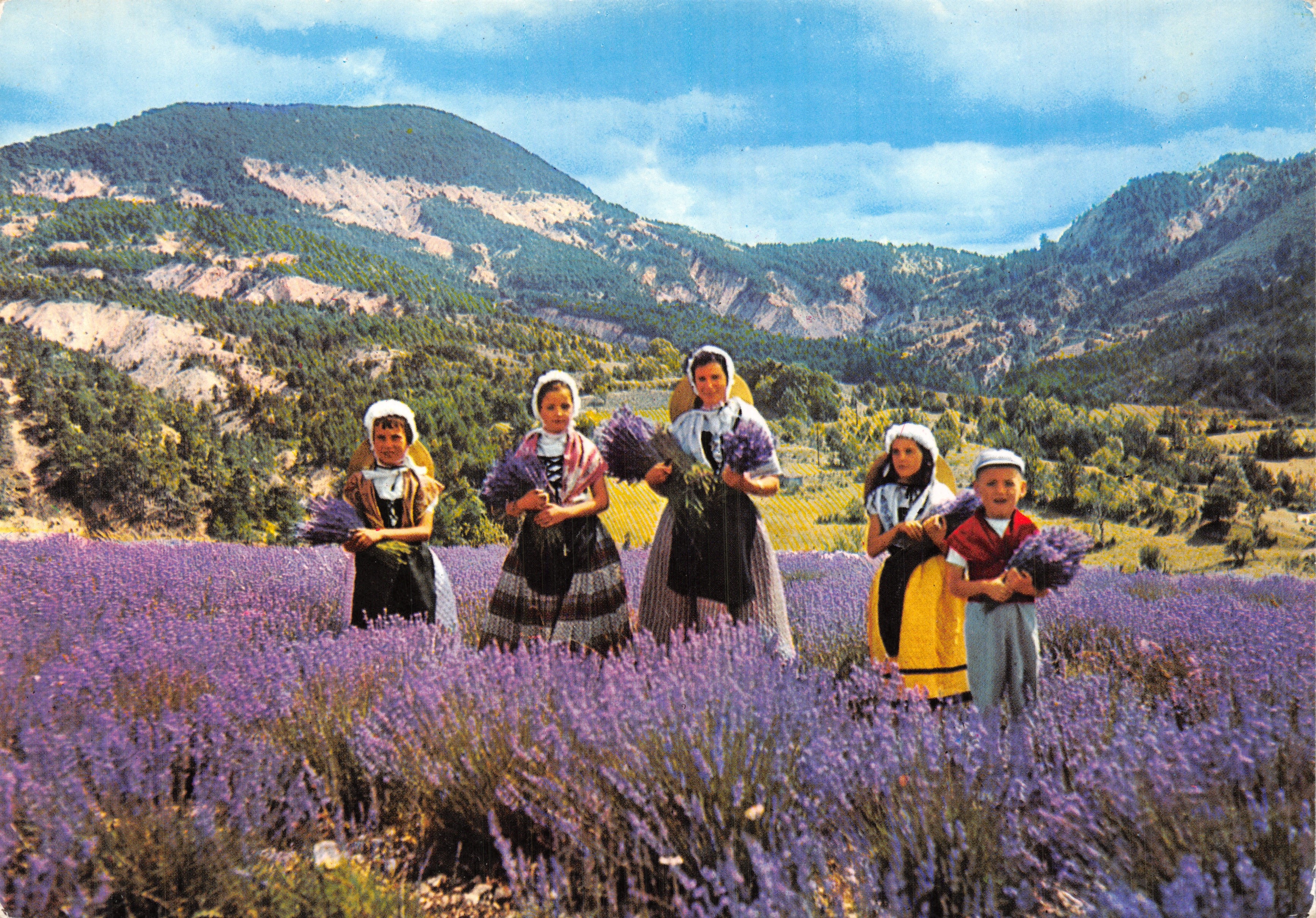 Harvesting lavender — Provence — Éditions du Boumian, Monaco