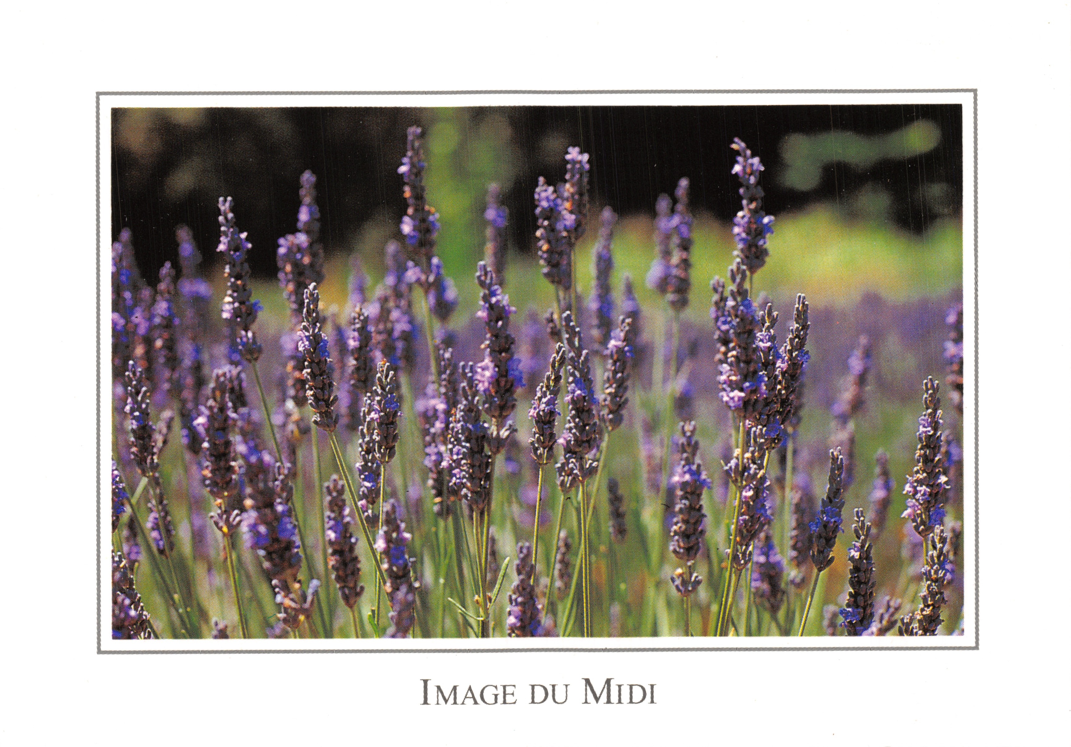 Campo di lavanda — vista ravvicinata — Image du Midi