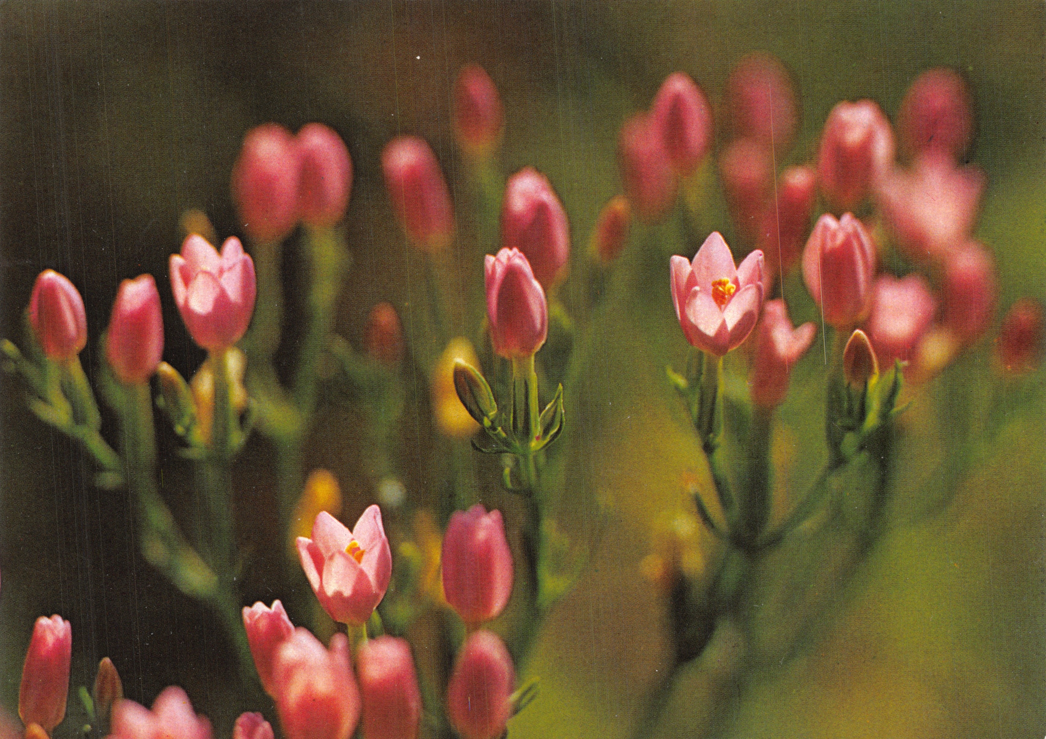 Fleurs de centaurée rose — scène naturelle — Éditions des Alpes, n° 7605