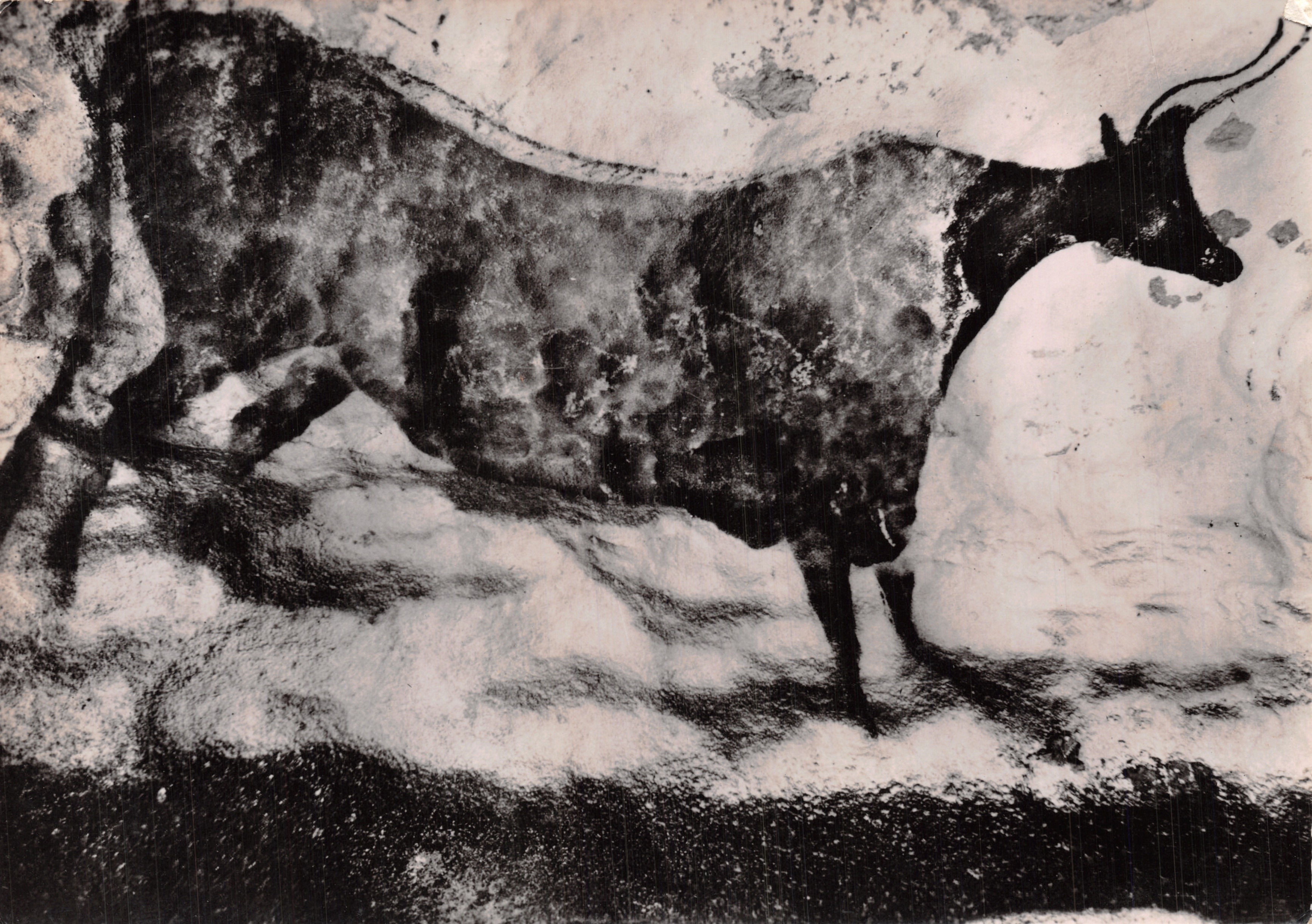 Grotte de Lascaux — Diverticule axial - Bovidé — éditeur Serv. Commercial Monuments Historiques, Paris