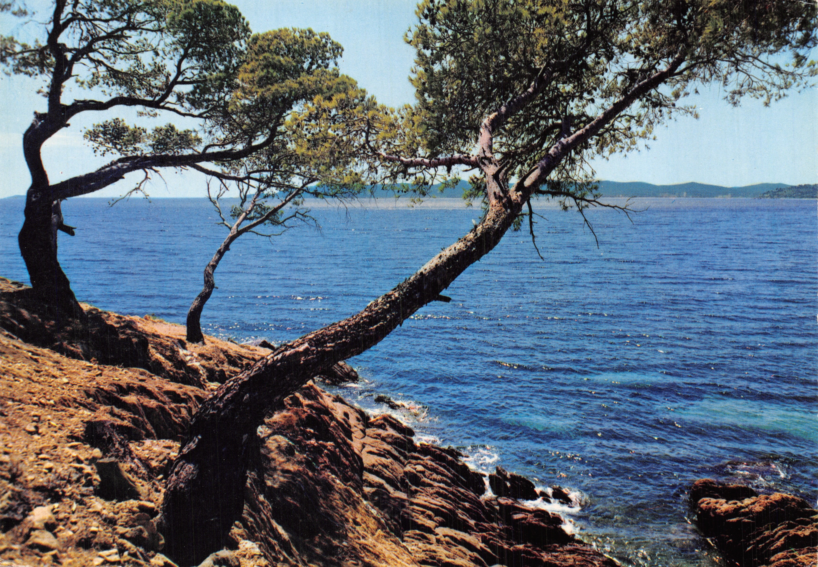 Pin maritime — paysage côtier — Éditions MAR, Nice