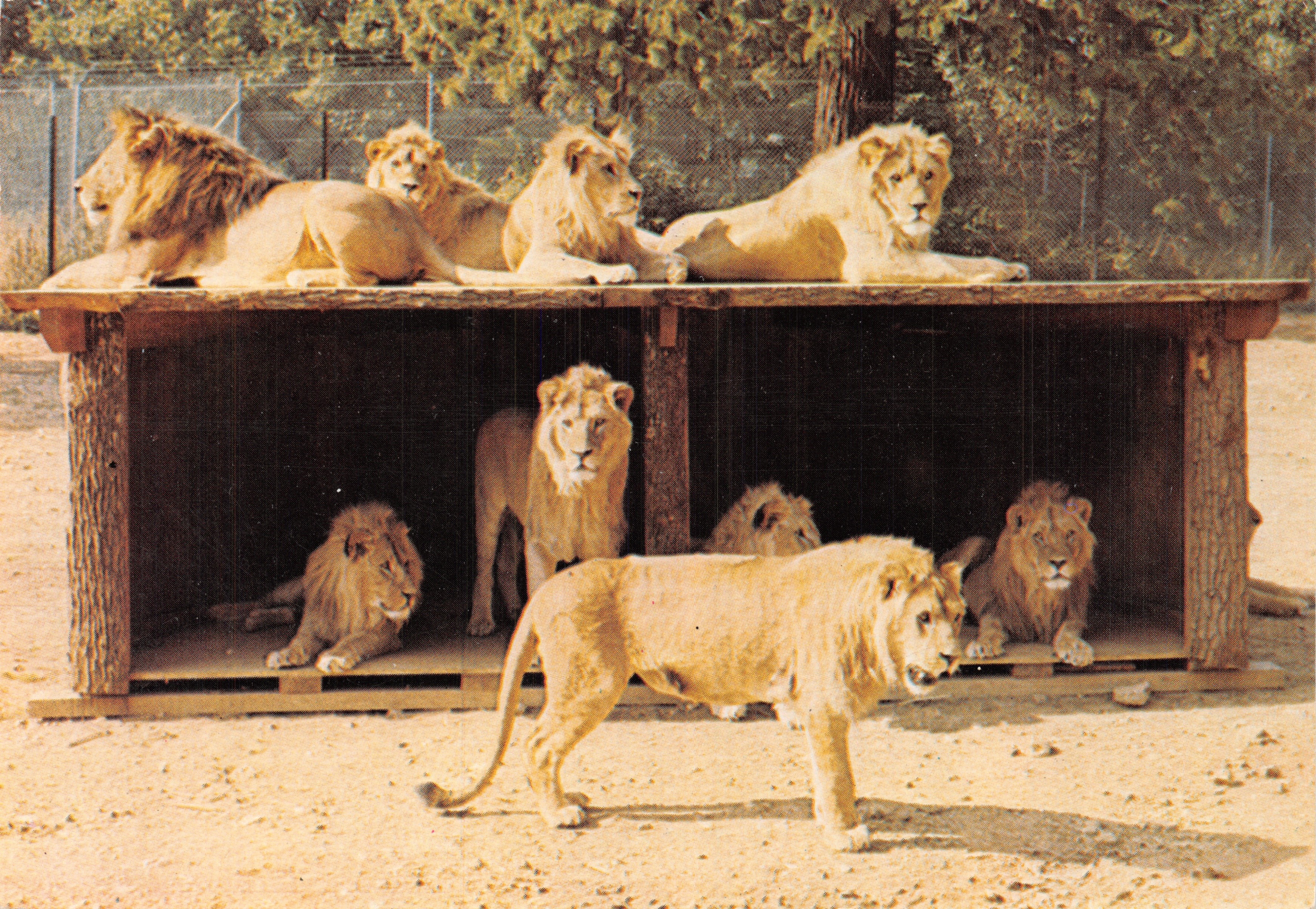 Groupe de lions en liberté — dans la Réserve Africaine du Château de Thoiry-en-Yvelines — éditions ALPHAPRESS