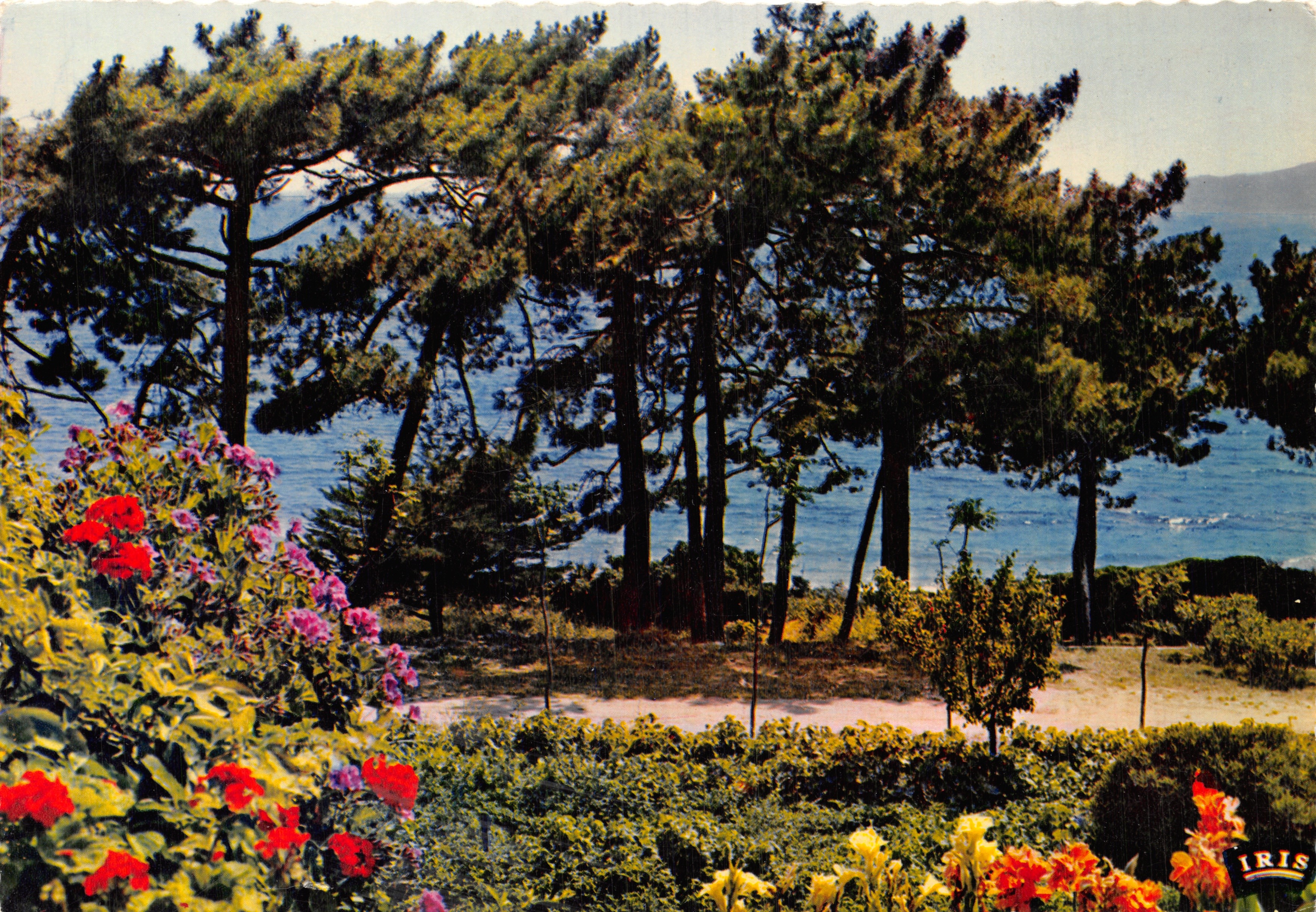 Reflections of the French Riviera — coastal view with pines and flowers — publisher IRIS