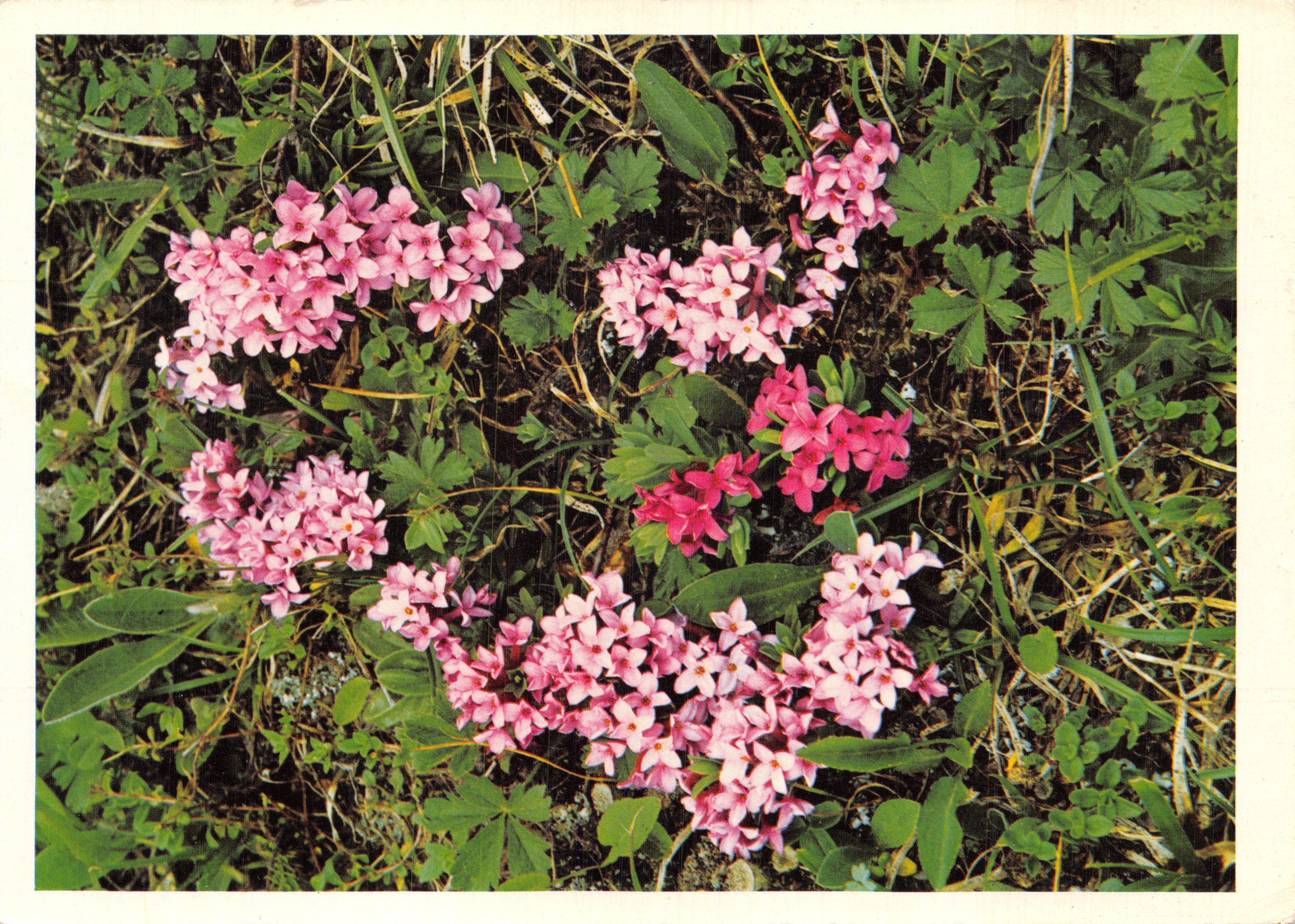 Daphne cneorum — fleurs roses dans un cadre végétal — FABRICATION SUISSE