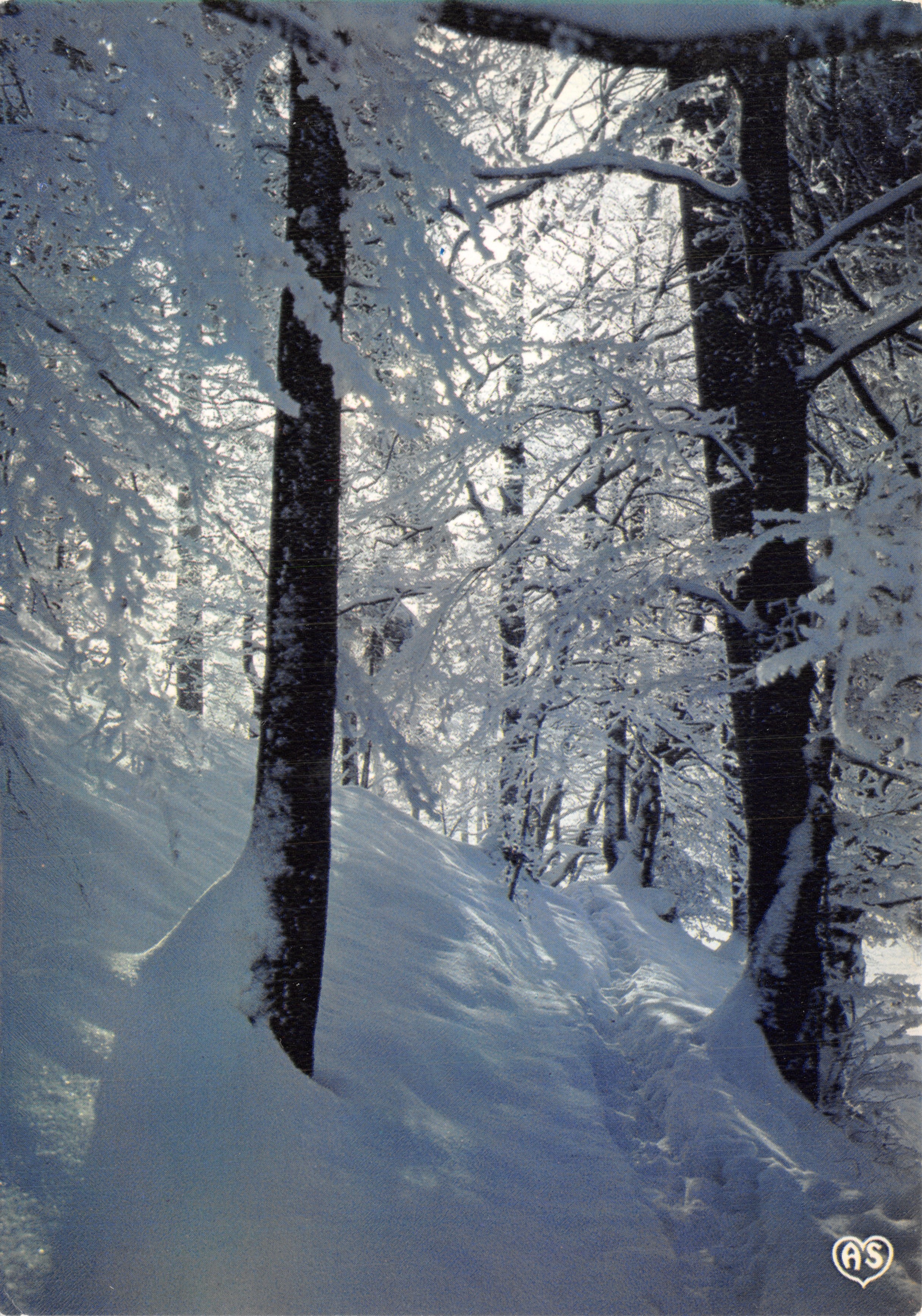 Forêt enneigée — sentier sous arbres chargés de neige — Éditions AS de Coeur, n° 01 N 315