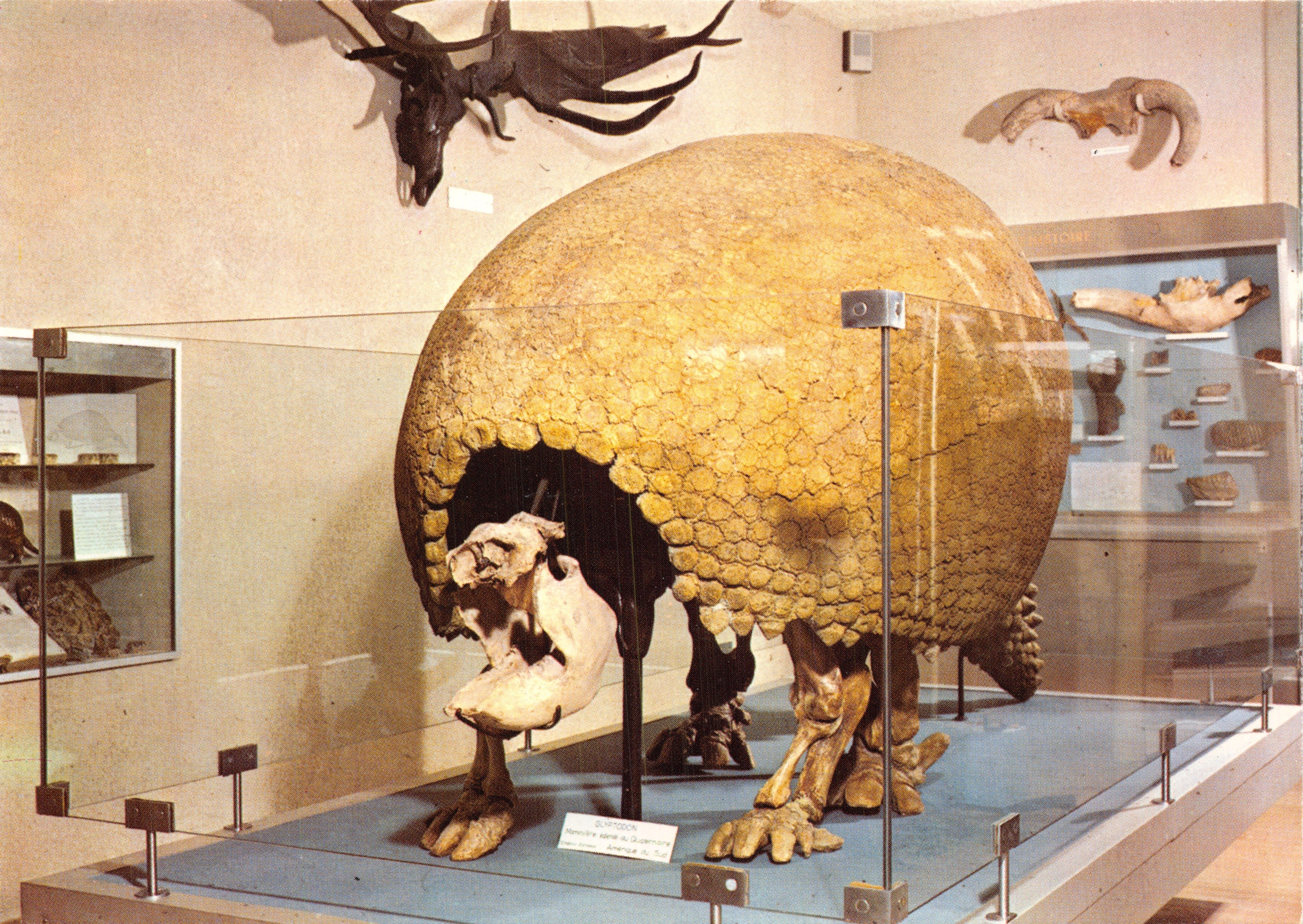 Glyptodon — reproduction d'édenté fossile — Musée d'Histoire Naturelle de DIJON