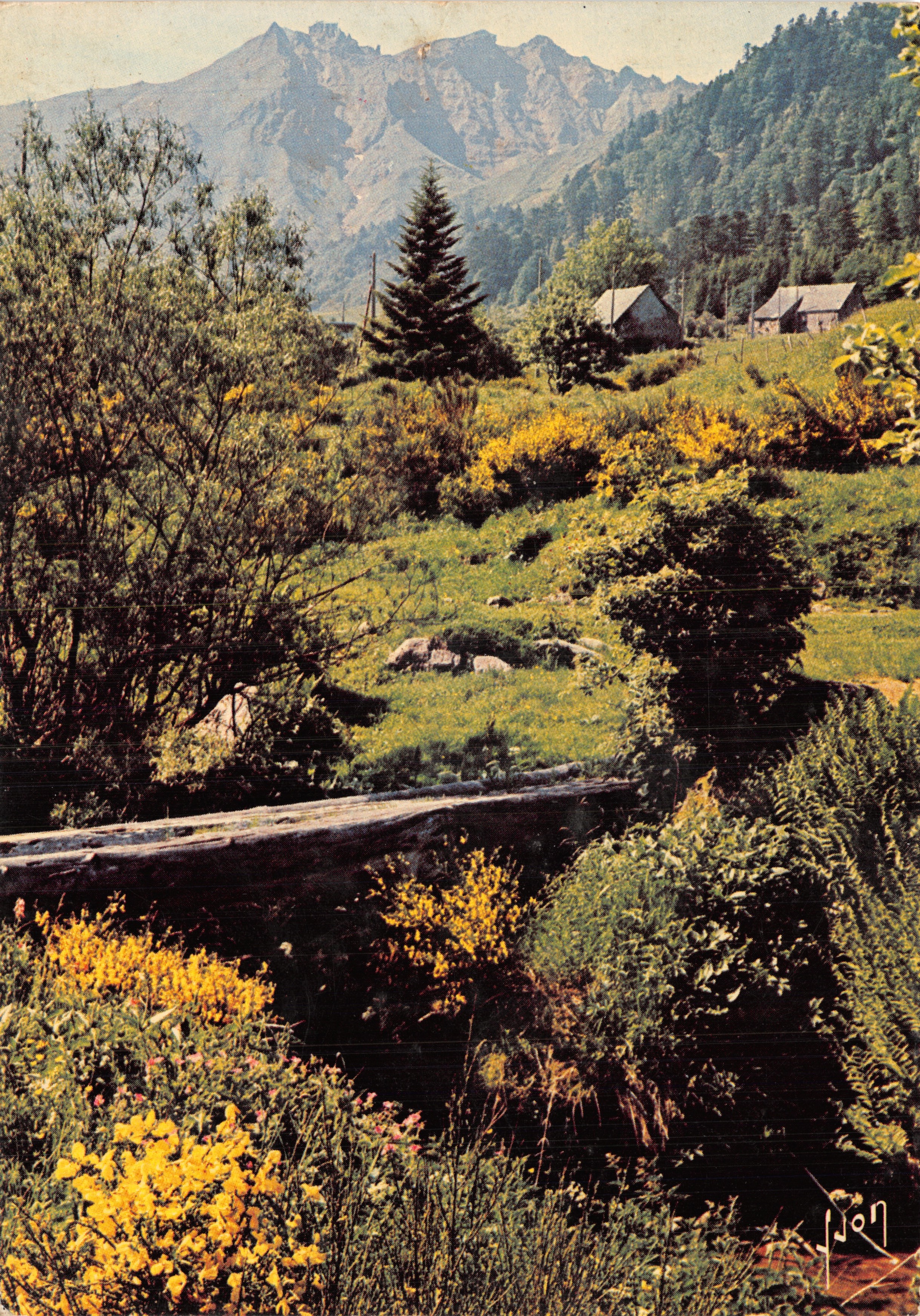 Genêts au pied du Puy de Sancy — (1886 mètres) — Éditions d'art Arcuelli