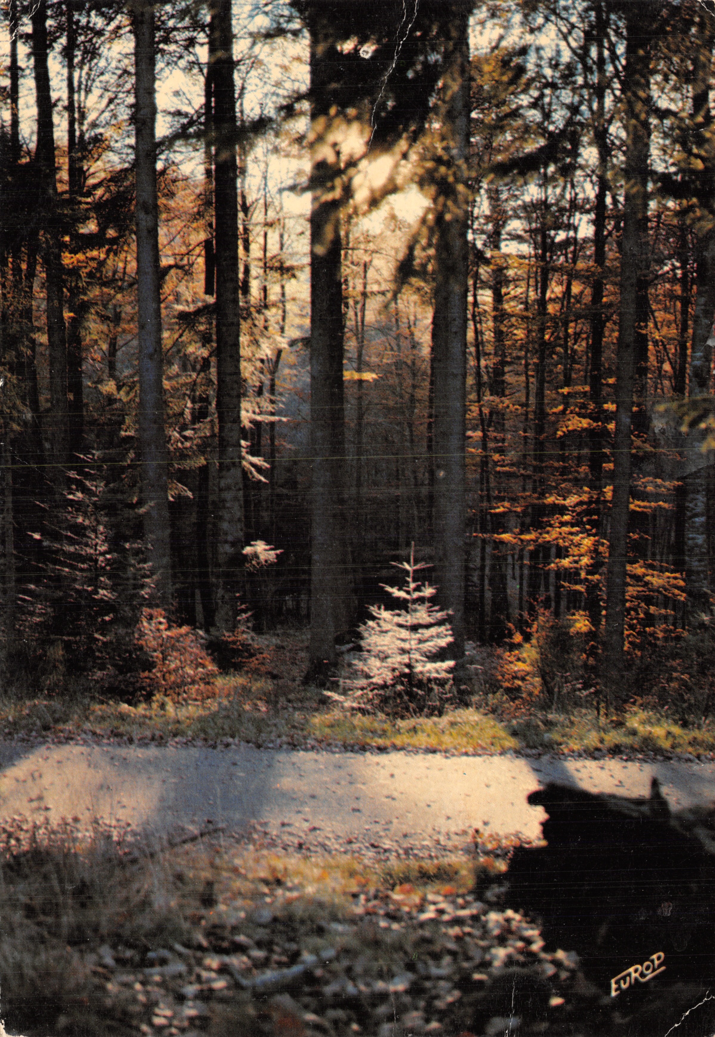Foresta dei Vosgi — sentiero fiancheggiato da alberi e foglie d'autunno — edizione 'Europ' n°9707