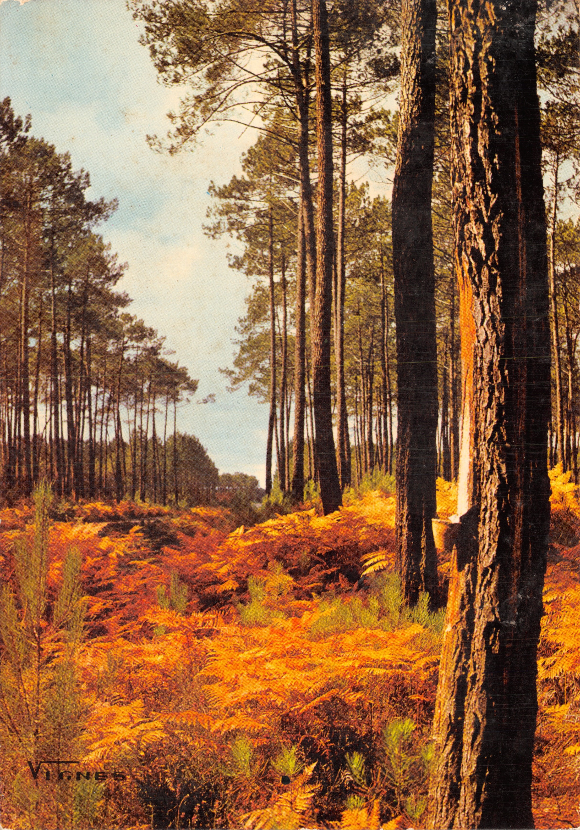 Bosque de pino — Claro en septiembre — VIGNES