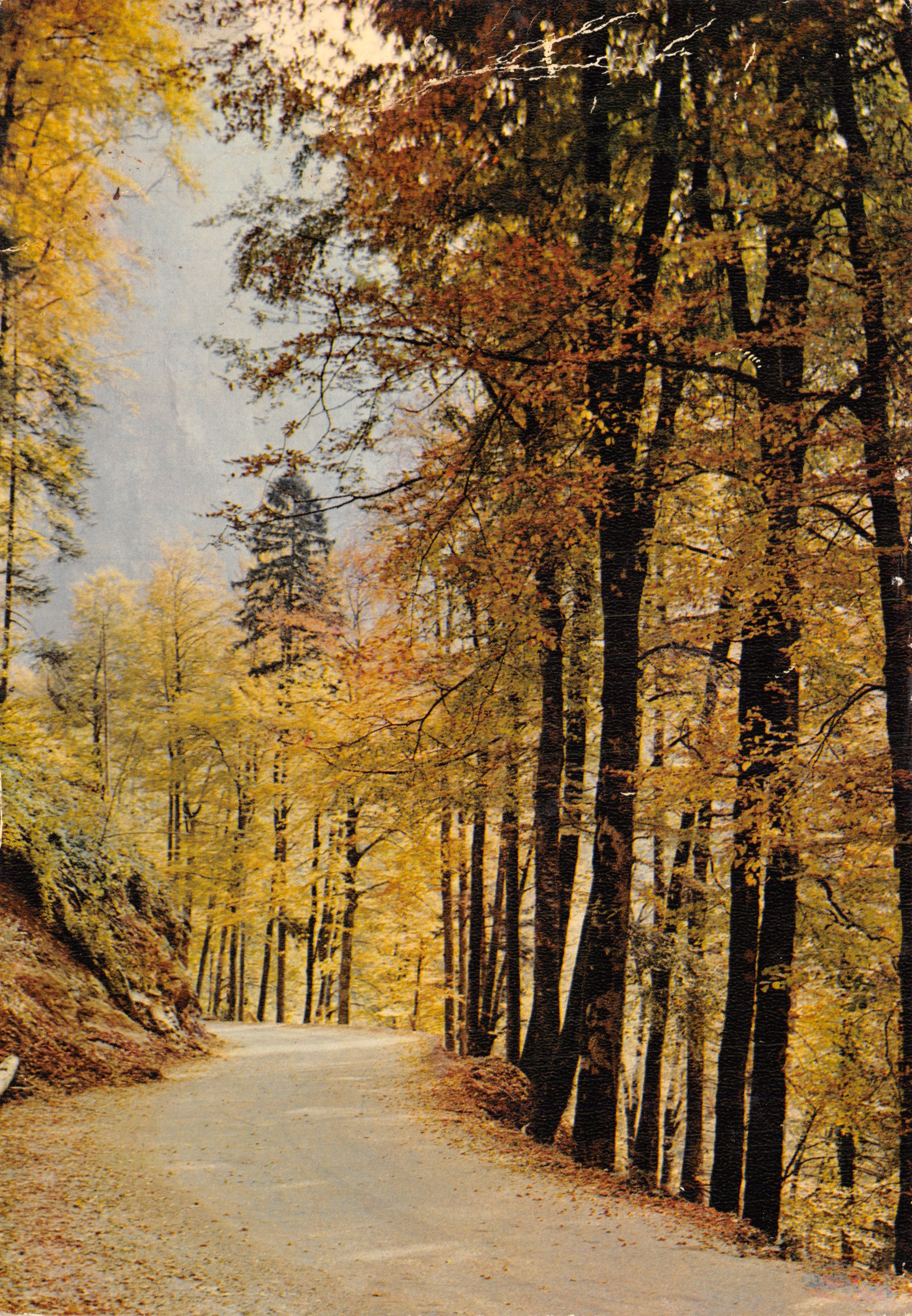 Sous-bois en automne — scène forestière avec route — éditeur 'Laurier d'Or Qualité de la Création' et n° 35-000