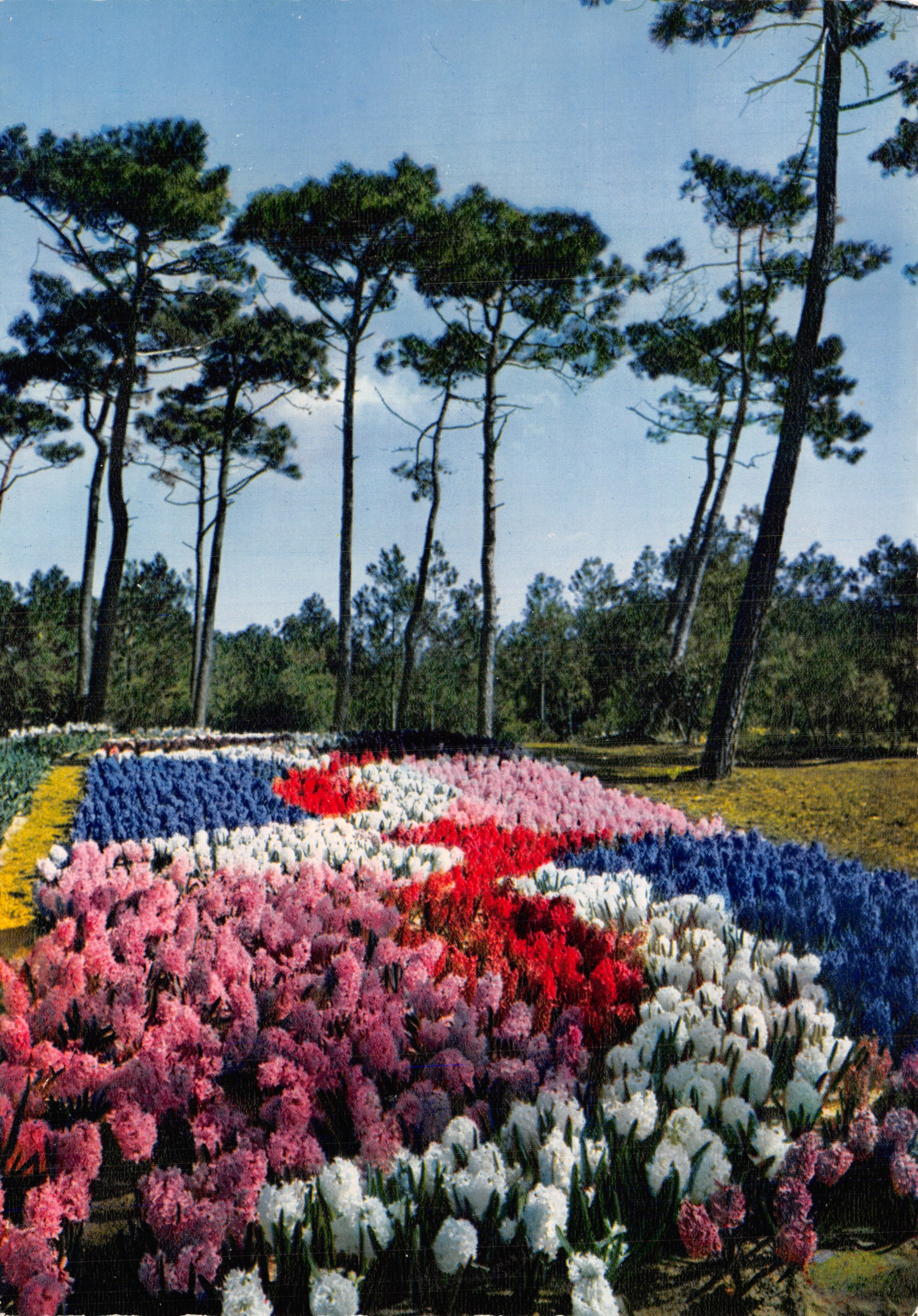La Tranche-sur-Mer — Parterre de 5000 Jacinthes — éditeur LUMICAP
