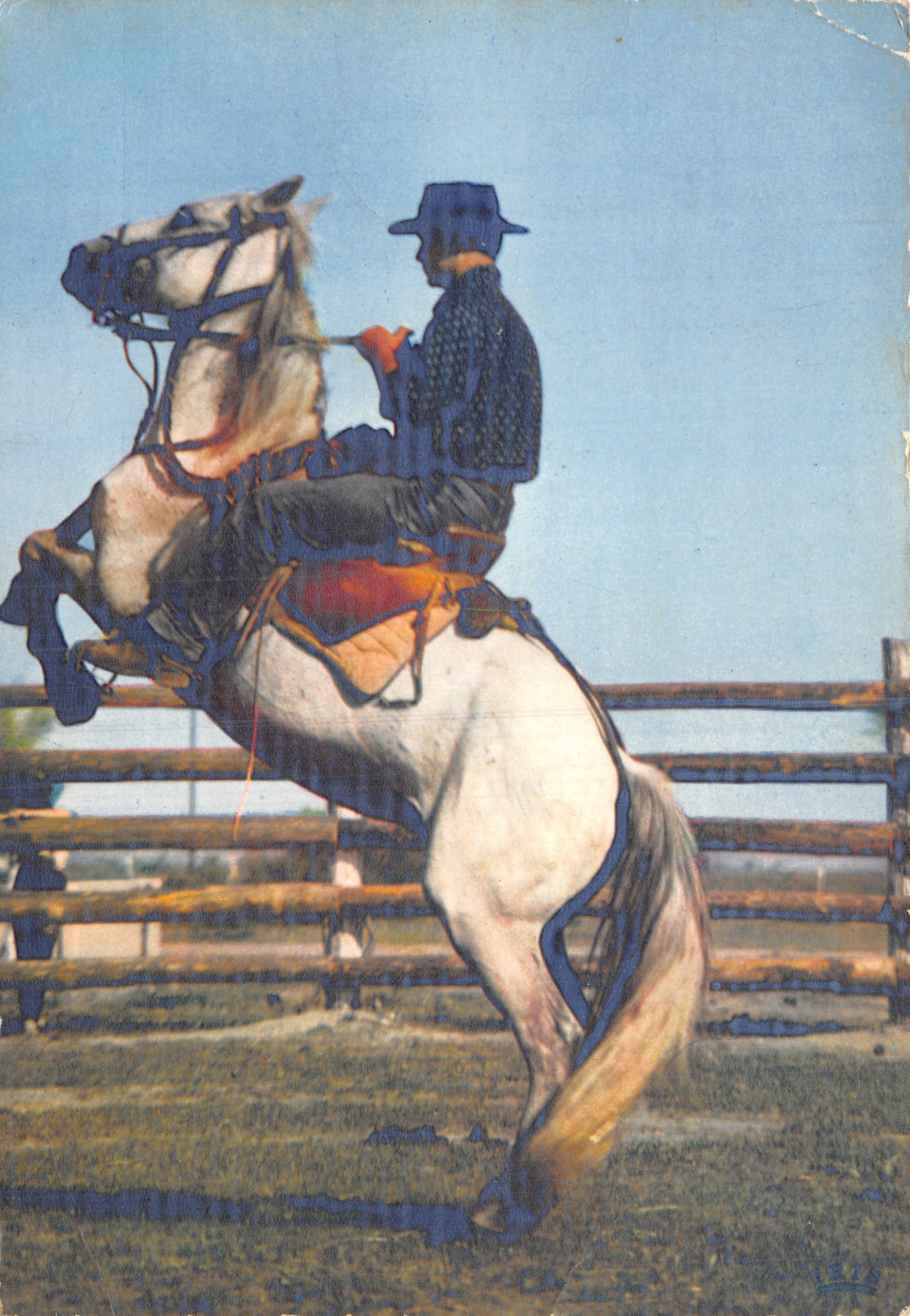 Cheval sauvage dressé — scène de captivité — Établissements G. Gandin, Saintes-Maries-de-la-Mer