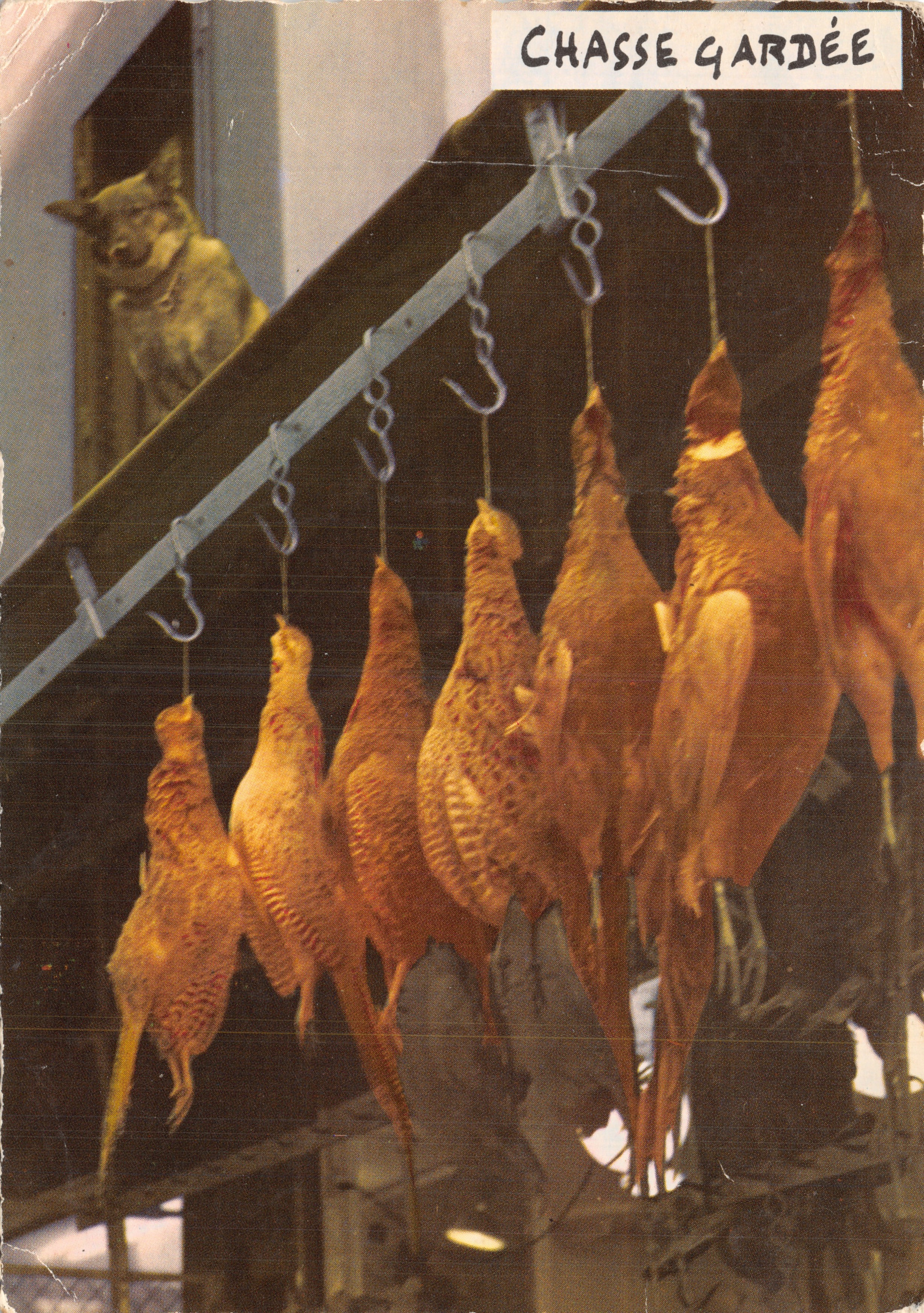 Beschermd jacht — Vogels aan haakjes opgehangen — Foto en legende van Louis Buffier, nr. 54