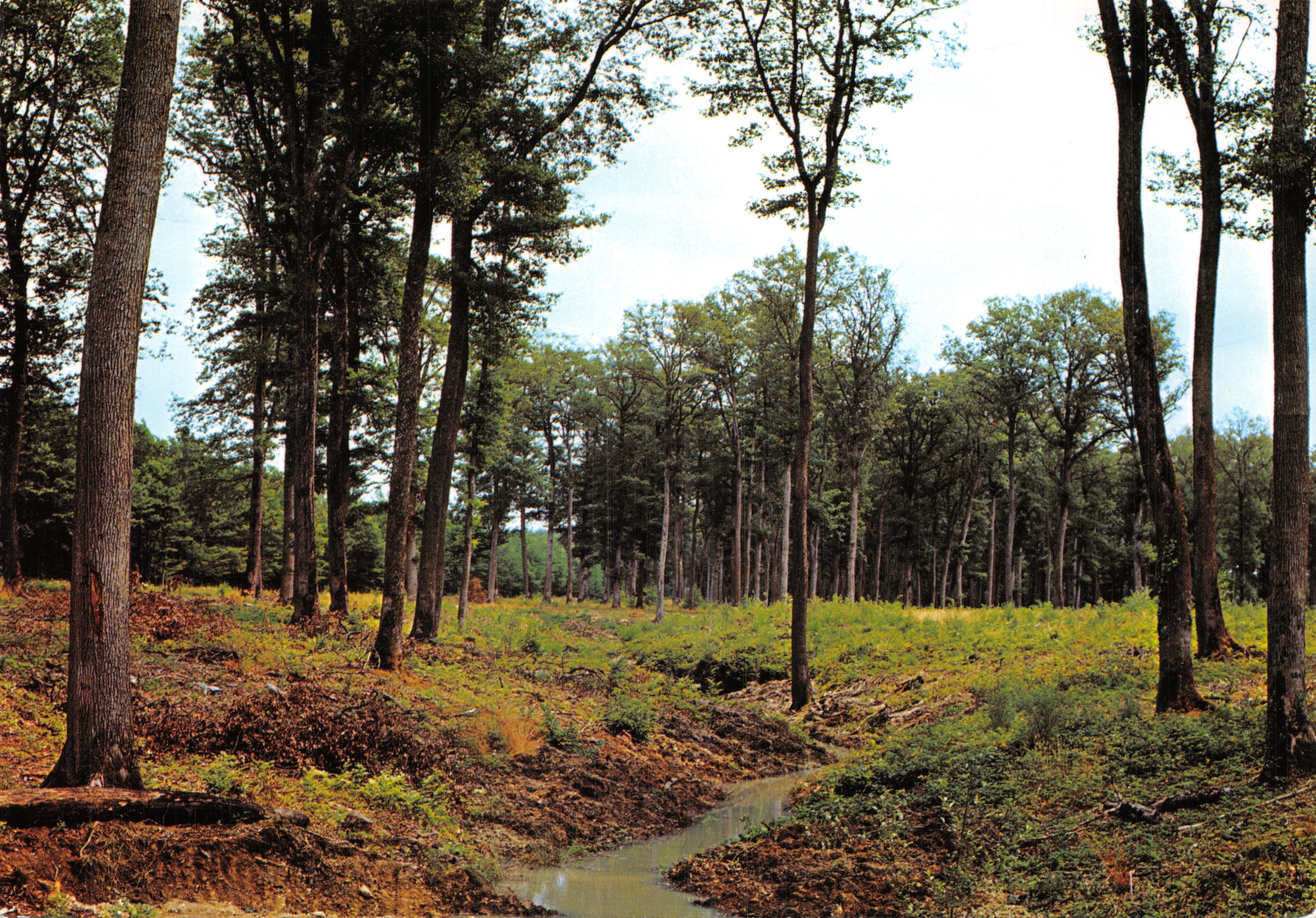 Bosque de Troncais — Sotobosque — Editions du Clermont-Ferrand