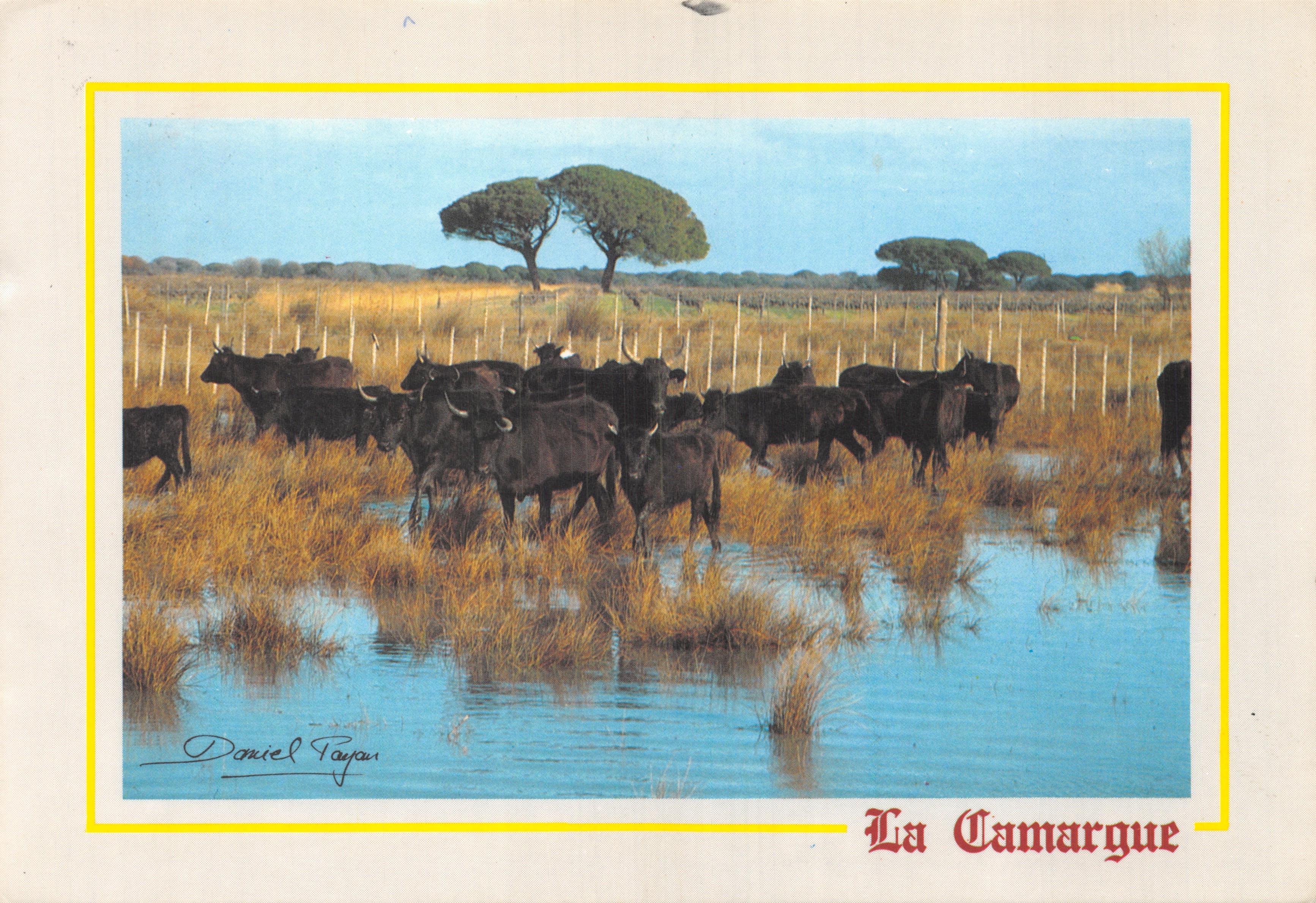 La Camargue — koeienherd in de moerassen — foto van Daniel Fayau