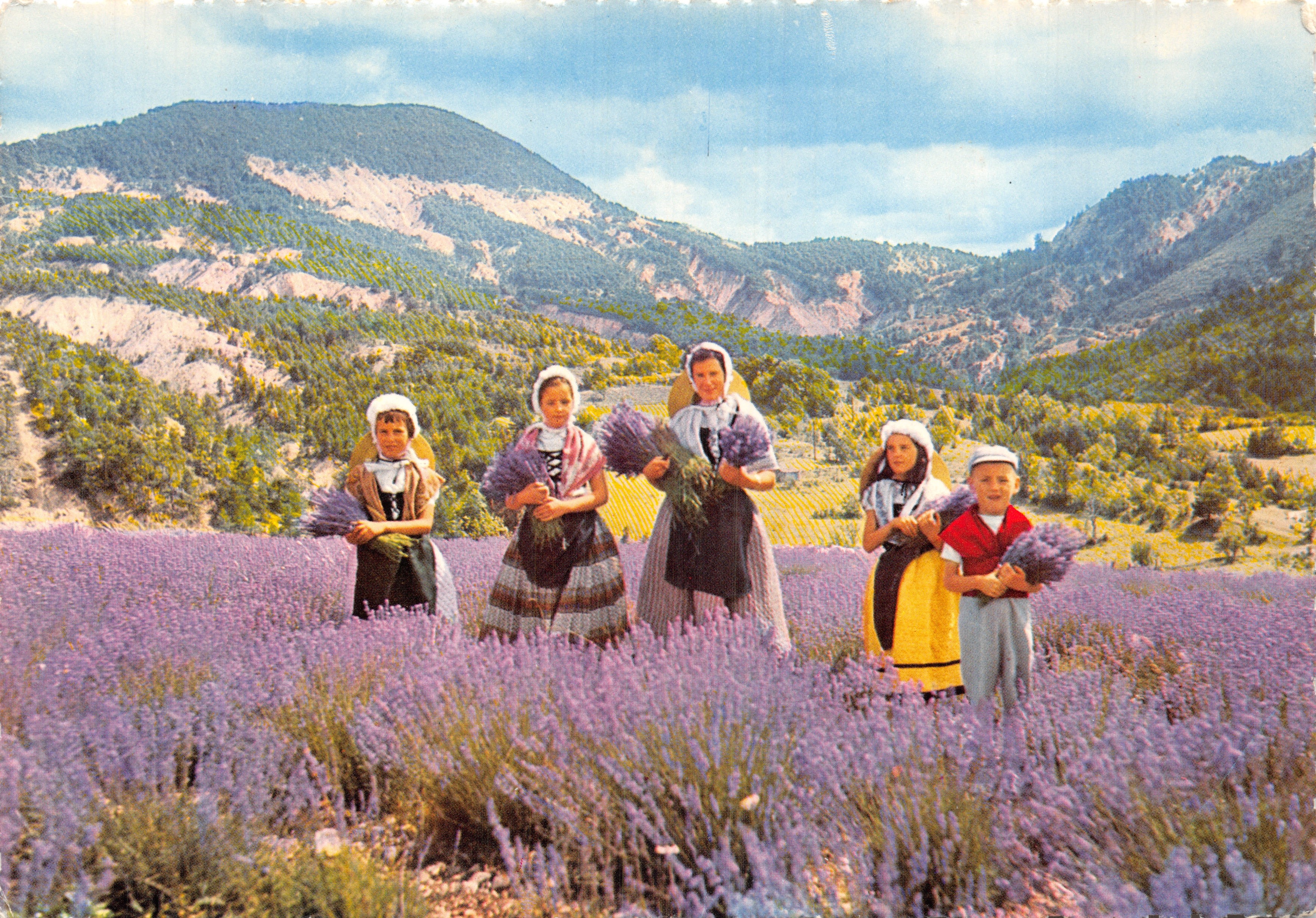 Cueillette de la lavande — Provence — Éditeur OSETCOLOR ADIA