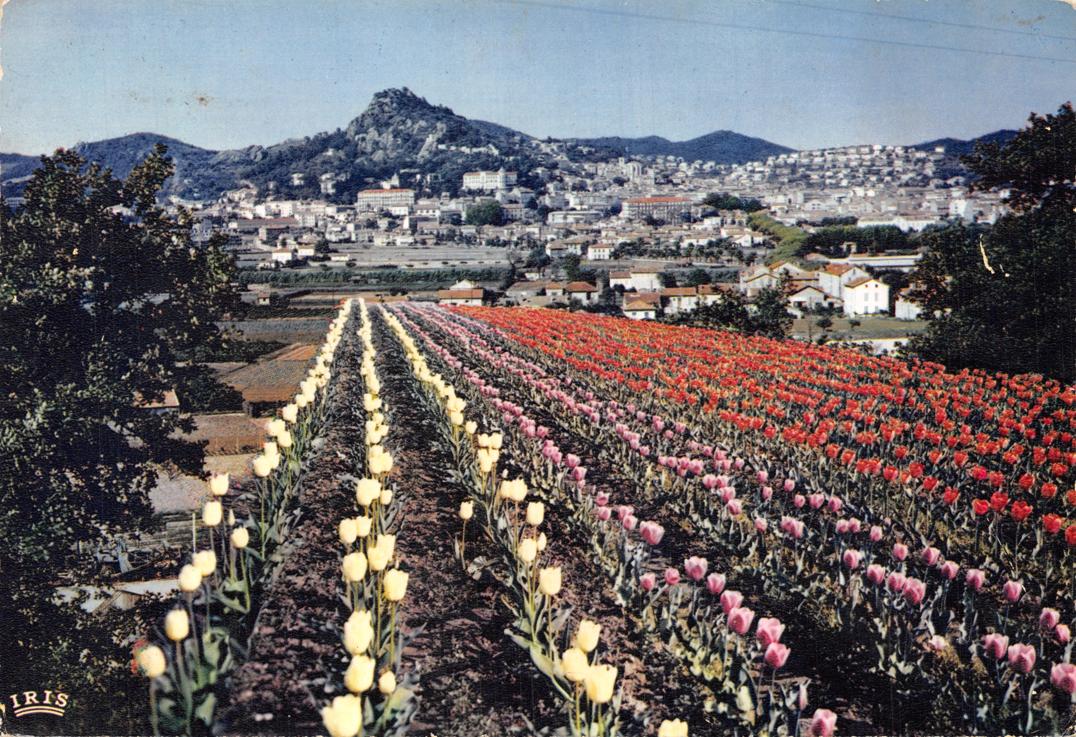 Tulpenvelden – algemene weergave van Hyères-les-Palmiers (Var) – Uitgaven « MAR »