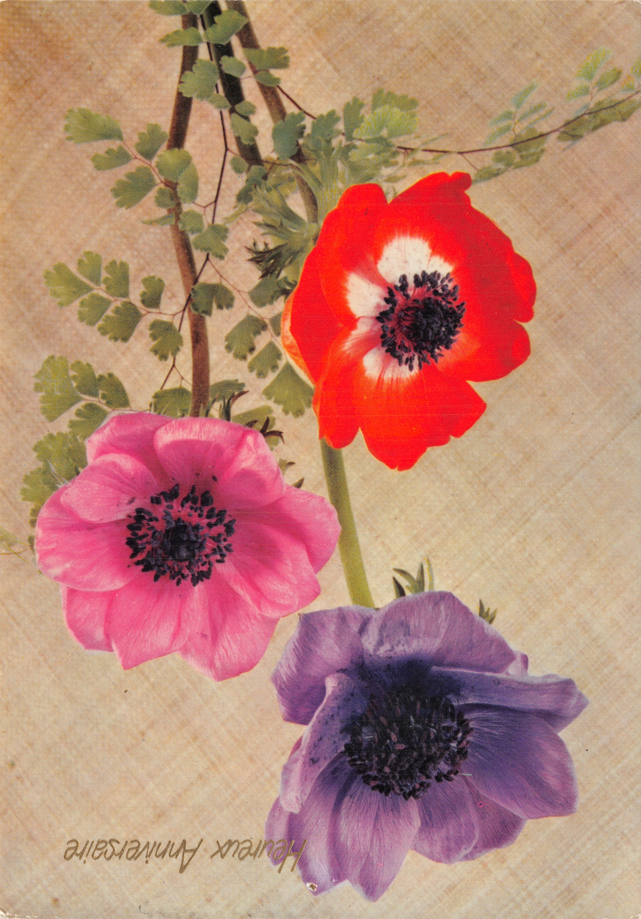 Gekleurde anemonen — Botanische illustratie — Uitgever Dep. Imprimerie en Italie, n° 37833-04