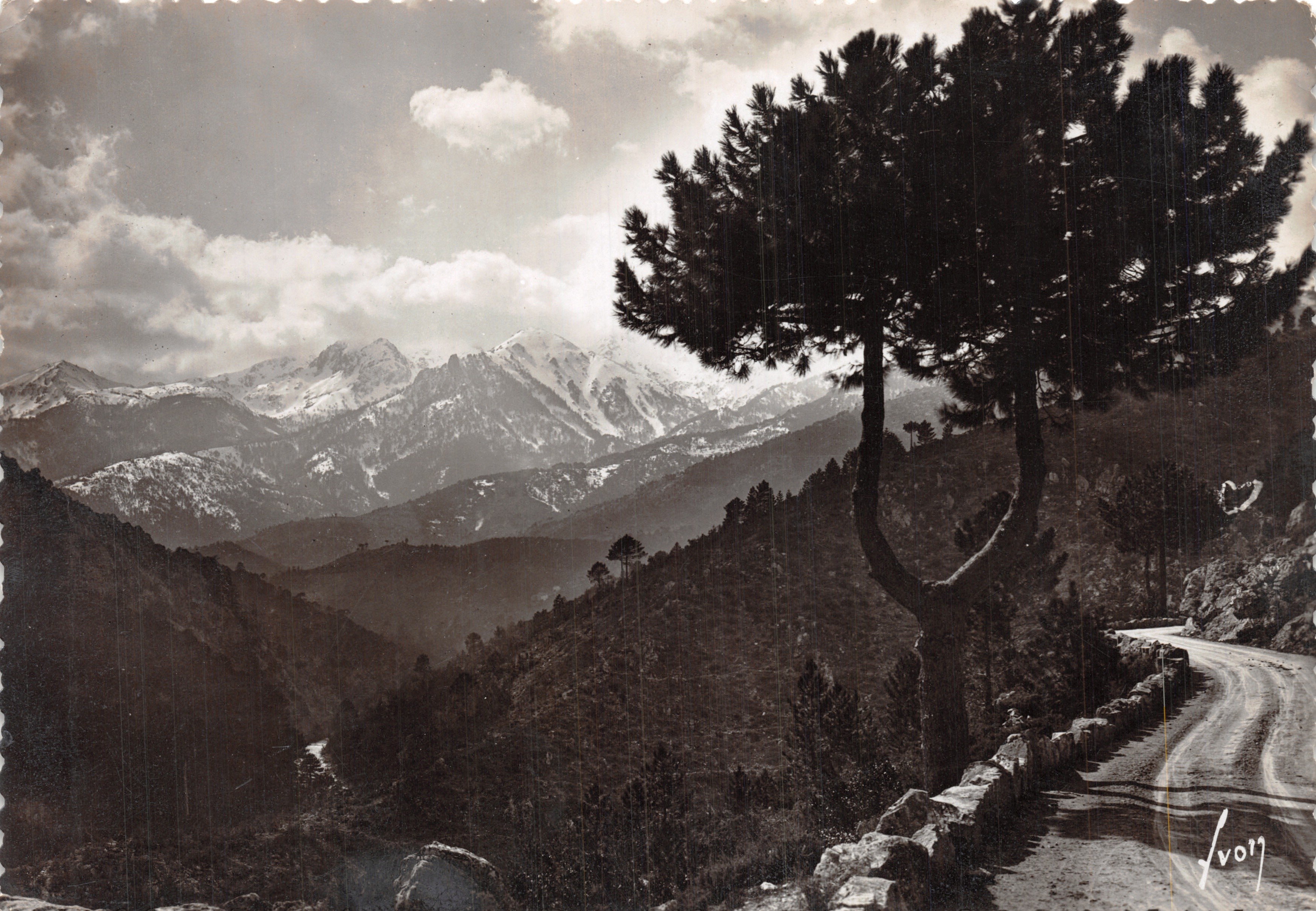 Vue des montagnes enneigées — route sinueuse bordée d'un pin — éditeur Ivon