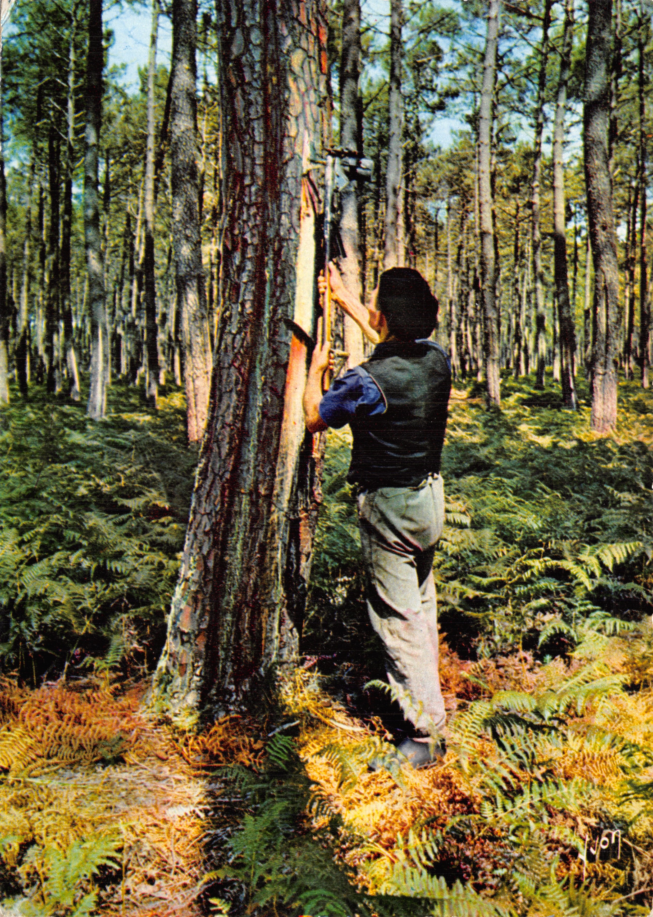 Die Landes — Der Harntreiber in der Kiefernwiese — Éditions d'art Yvon