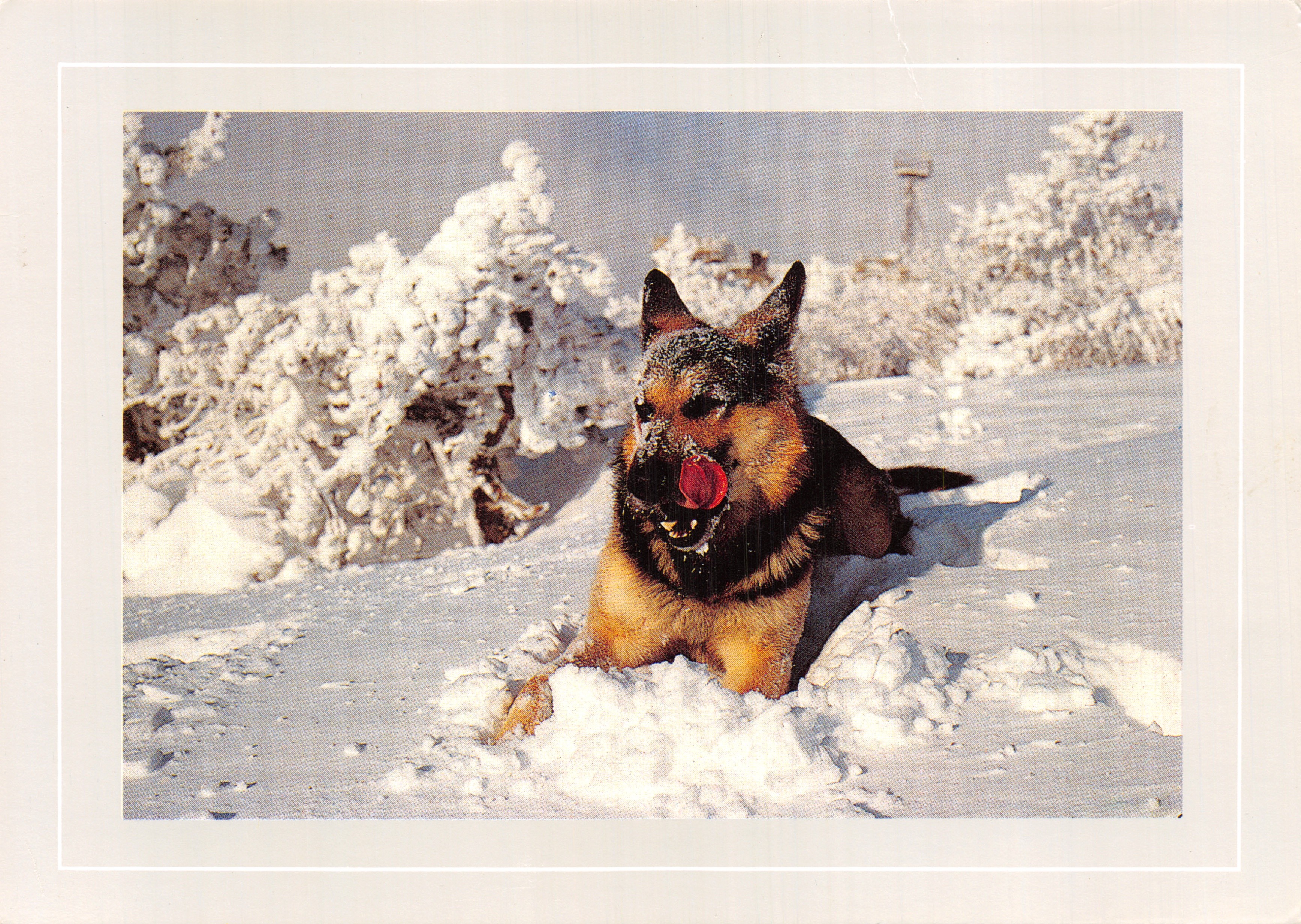 Mountain Dog — Cirrus at Mont-Aigoual — Printed on the postcard by the Association des Amis de l'Aigoual