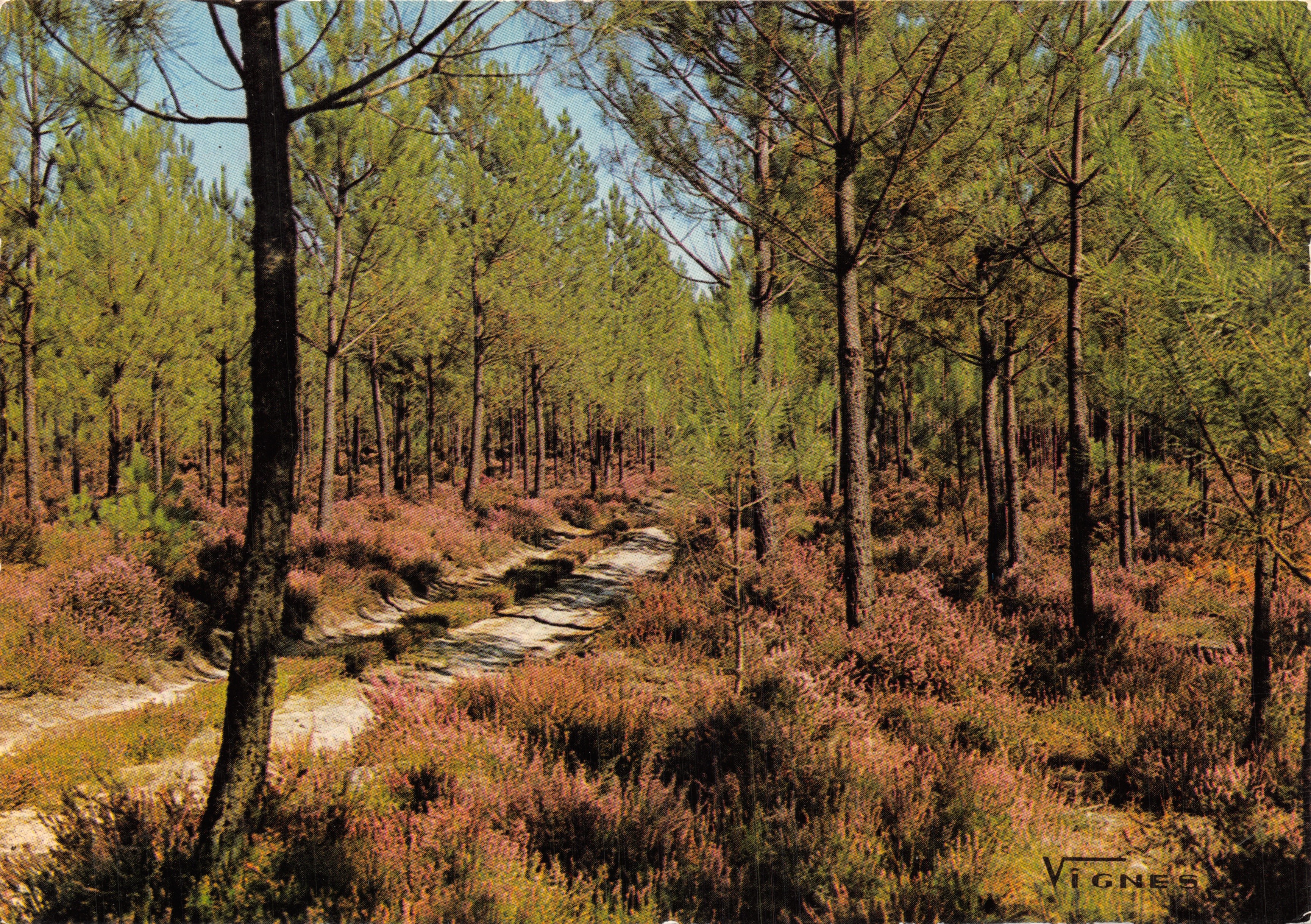 Forêt de Landes — Sentier au milieu des bruyères — VIGNES
