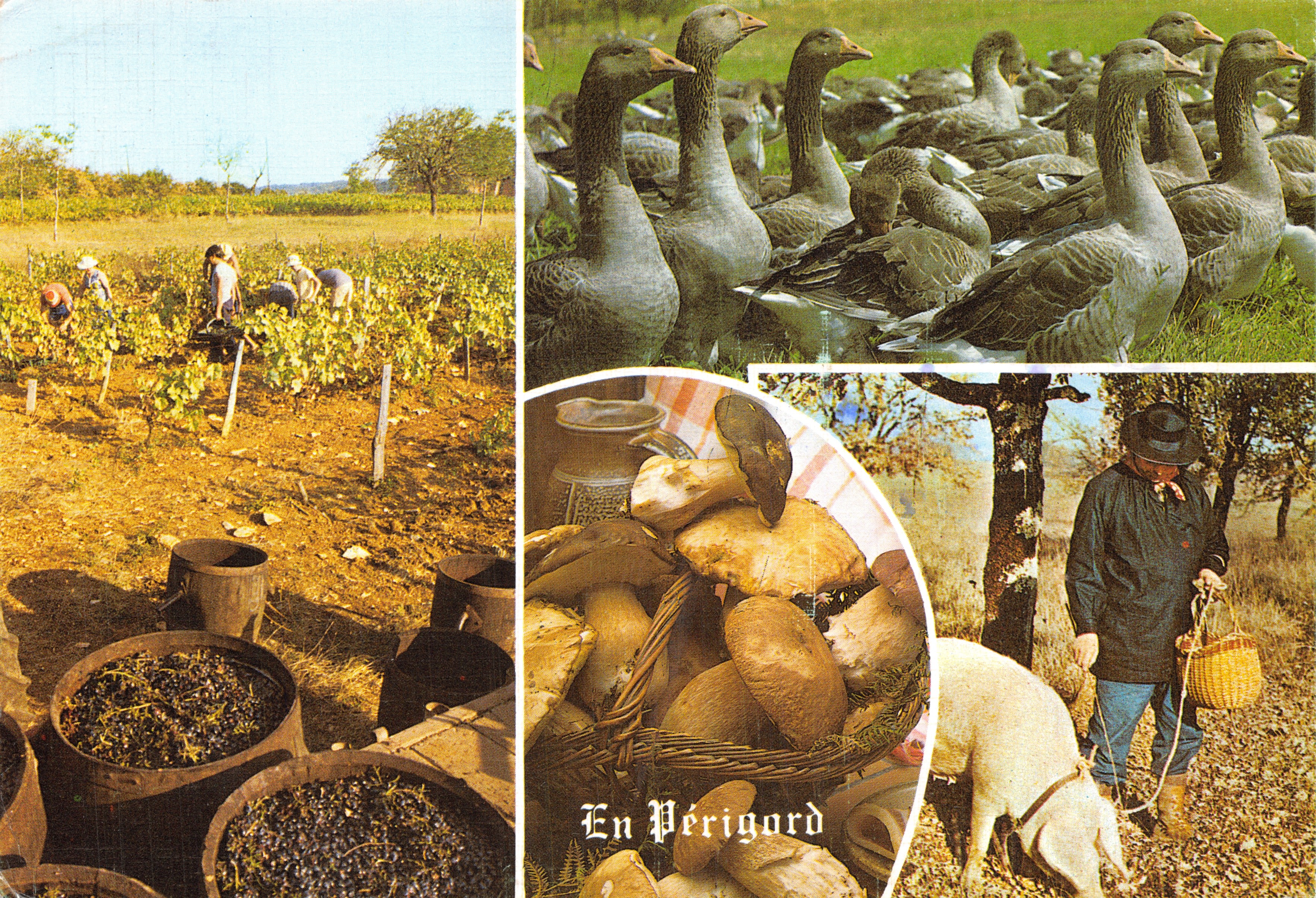 In Périgord — viti, anatre, funghi e maiale — editore IMAGE ET POÉSIE, n. 3001