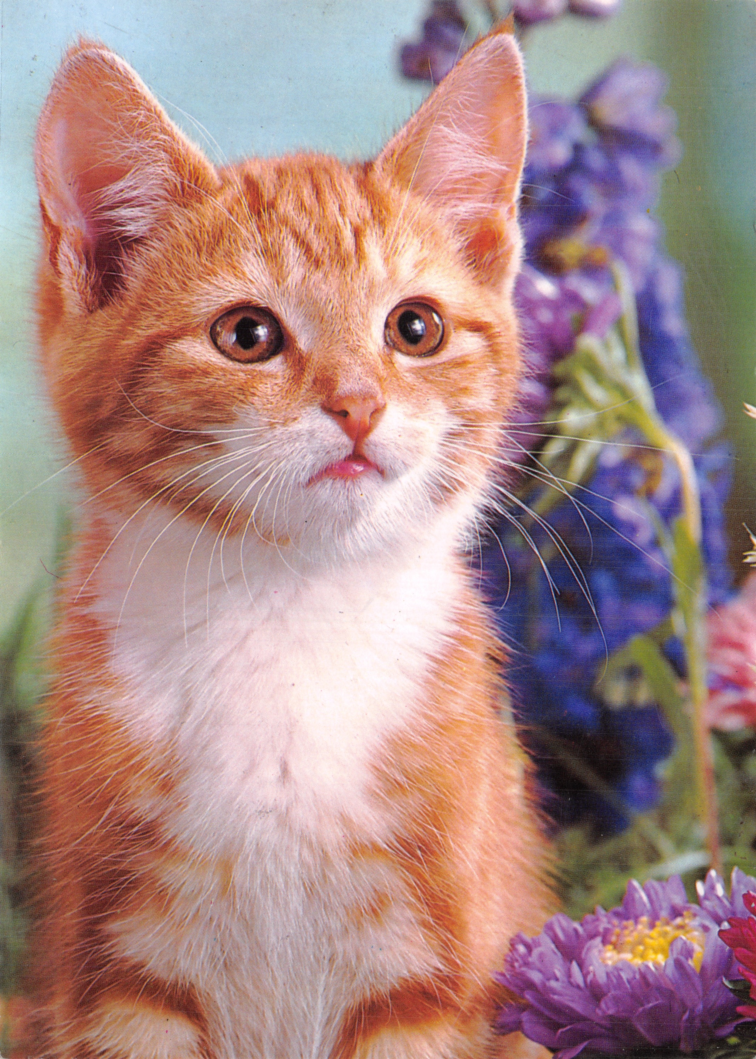 Chaton roux — dans un jardin fleuri — éditeur non visible