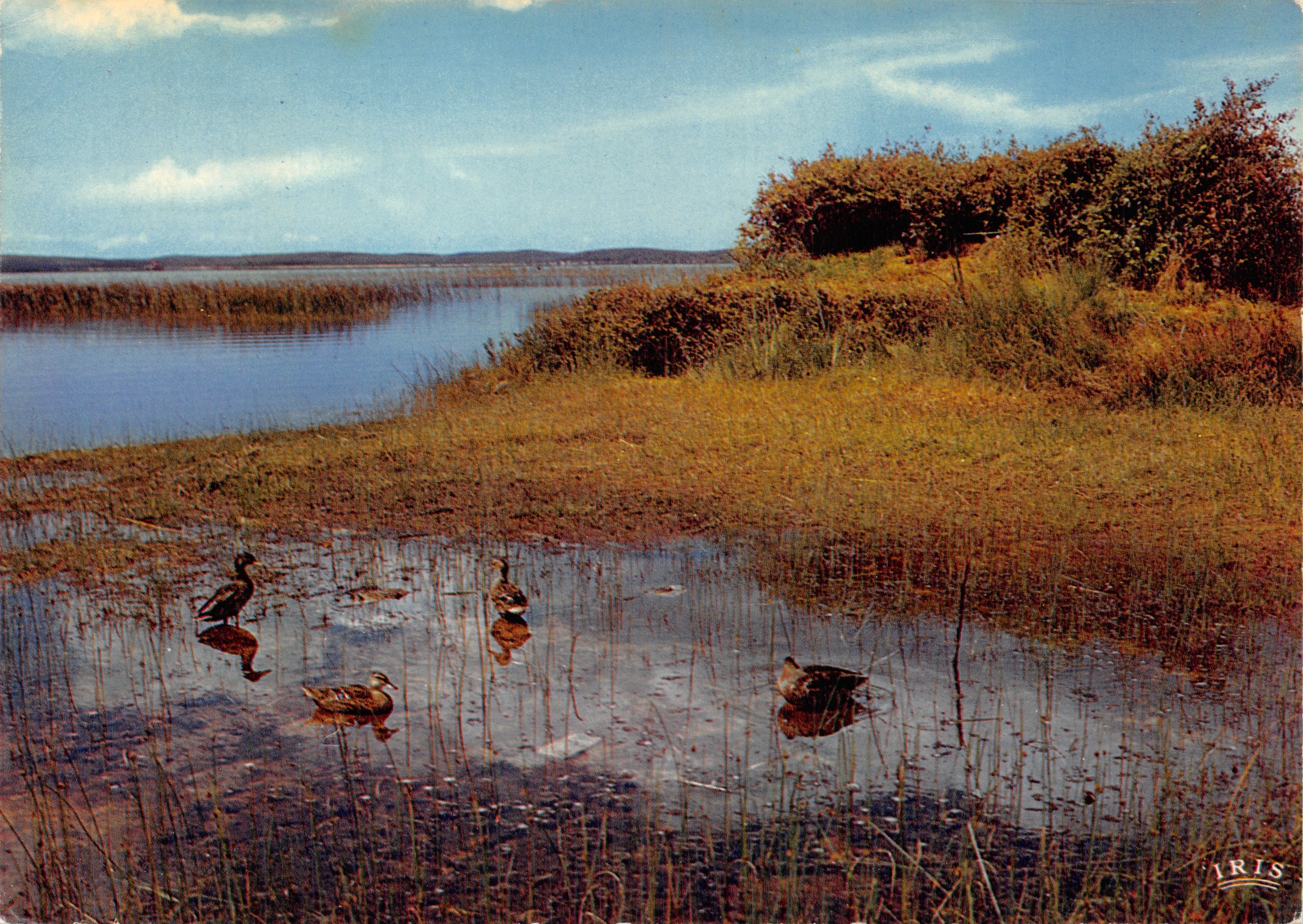 Patos en un lago — escena de marisma — editor IRIS