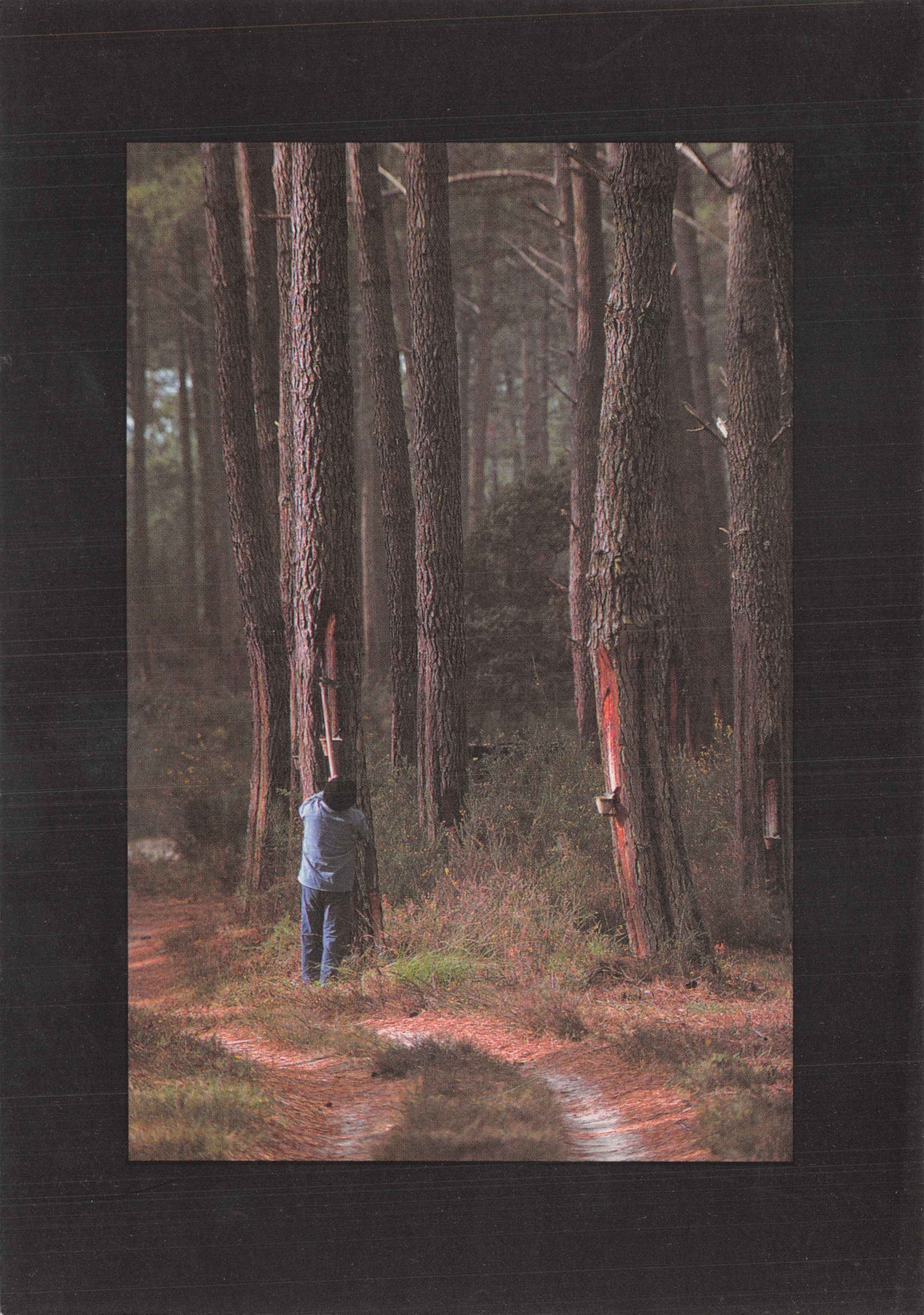 Foresta Landaise — Raccolta di resina di pino — foto Michel Guillard © INEDITE